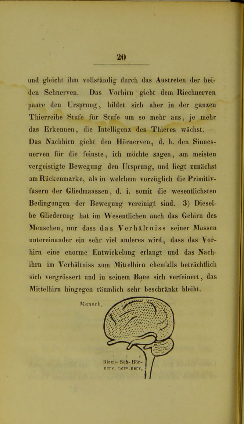 und gleicht ihm vollsfändig' durch das Austreten der bei- den Sehnerven. Das ^'^orhirn giebt dem Riechnerven paare den Ursprung, bildet sich iiber in der ganzen Thierreihe Stufe für Stufe um so mehr aus, je mehr das Erkennen, die Intelligenz des Tliieres wächst. — Das Nachhirn giebt den Hörnerven, d. h. den Sinnes- nerven für die feinste, ich möchte sagen, am meisten vergeistigte Bewegung den Ursprung, und liegt zunäclist am Rückenmarke, als in welchem vorzüglich die Primitiv- fasern der Gliedmaassen, d. i. somit die wesentlichsten Bedingungen der Bewegung vereinigt sind. 3) Diesel- be Gliederung hat im Wesentlichen auch das Gehirn des Menschen, nur dass das Verhältniss seiner Massen untereinander ein sehr viel anderes wird, dass das Vor- hirn eine enorme Entwickelung erlangt und das Nach- ihru im Verhältniss zum Mittelhirn ebenfalls beträchtlich sich vergrössert und in seinem Baue sich verfeinert, das Mittelhirn hingegen räumlich sehr beschränkt bleibt. iicrv. iicrv.nerv