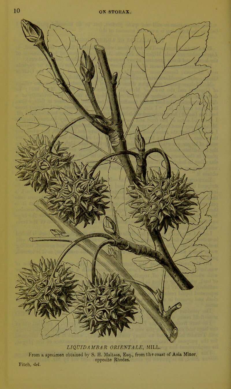 LIQUIDAMBAR ORIENTALK, MILL. From a specimen obtained by S. H. Maltass, Esq., from thccoa.st of Asia Minor. opposite Rhodes. Fitch, 'lei.
