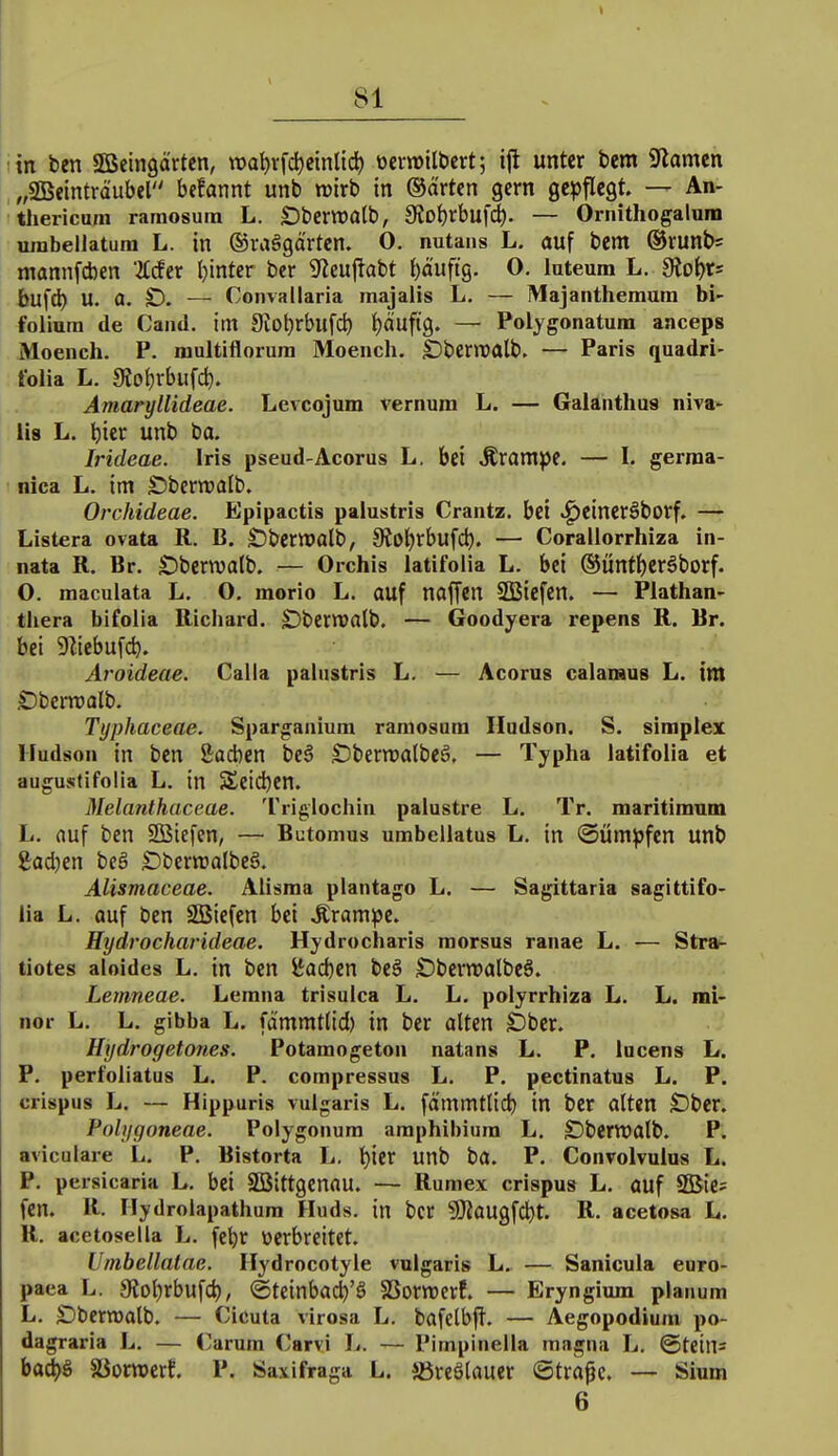 in ben SGßeingärtcn, n)at)rfd)cinltd) üerrailtiert; ijl unter bem ^amtn „SÖBeinträubel befannt unb wirb in ®ärUn gern gepflegt — An- thericura ramosum L. £)bertt)atb, 3?ot)rbuf^. — Ornithogalum urabellatum L. in ©raägärten. 0. nutans L. auf bem ©runbs niannfcben Mer l)intcr bcr iJleuj^abt i)öuftg. 0. luteum L. Sio\)t' bufd) U. a. £). — Convallaria majalis L. — Majanthemum bi- foliura de Caiid. im 9iot)rbufcb i)äufig. — Polygonatum aaceps Moench. P. multifloruni Moench. ©berwalb. — Paris quadri- tblia L. 9?of)rbufcb. Amaryllideae. Levcojum vernum L. — Galanthus niva- lis L. bier unb ba. Irideae. Iris pseud-Acorus L. bei Äram)je. — I. germa- nica L. im Sibcrwalb. Orchideae. Epipactis palustris Crantz, bei ^eineräborf. — Listera ovata R. B. Öberwalb, 9?ot)rbufcb. — Corallorrhiza in- nata R. Br. £)berwalb. — Orchis latifoiia L. bei ©Ünfbcräborf. O. maculata L. O. morio L. auf naffen SSSiefen. — Plathan- tliera bifolia Richard. Dbernjalb. — Goodyera repens R. Br. bei 9liebufcb. Aroideae. Calla palustris L. — Acorus calaraus L. im Dbemjalb. Typhaceae. Sparganium ramosum Hudson. S. simplex Hudson in ben Soeben beS £)bern)albeö, — Typha latifoiia et augustifolia L. in Seicbcn. Melanthaceae. Triglochin palustre L. Tr. maritimum L. auf ben 2ßiefen, — Butomus umbellatus L. in Sümpfen unb gadjen beä £)bern?albe§. Alismaceae. Alisma plantago L. — Sagittaria sagittifo- lia L. auf ben SfBiefen bei Jirampe. Hydrocharideae. Hydrocharis raorsus ranae L. — Stra^ tiotes aloides L. in ben iiacben beä ÖberraalbeS. ' Lemneae. Lemna trisuica L. L. polyrrhiza L. L. mi- nor L. L. gibba L. fämmtlid) in ber alten £)ber. Hijdrogetones. Potamogeton natans L. P. Incens L. P. perfoliatus L. P. compressus L. P. pectinatus L. P. crispus L. — Hippuris vulgaris L. fämmtlicb in ber alten £)ber. Pobjgoneae. Polygonura amphibium L. SDberwalb. P. avicuiare L. P. Bistorta L. bier unb ba. P. Convolvulus L. P. persicaria L. bei Söittgenau. — Ruraex crispus L. auf SBie? fen. R. Hydrolapathura Huds. in bcr SKaugfcbt. R. acetosa L. R. acetosella L. febr üerbrettet. Umbellatae. Hydrocotyle vulgaris L. — Sanicula euro- paea L. 9{obrbufcb, ©teinbai^'ö SSorwcrf. — Eryngium planum L. £)bertt)alb. — Cicuta virosa L. bafelbjt. — Aegopodium po- dagraria L. — (^arum Carvi L. — Pimpinella magna L, @tein= bad)g äiorwert P. Saxifraga L. Jöreätauer ©tra^c. — Sium 6