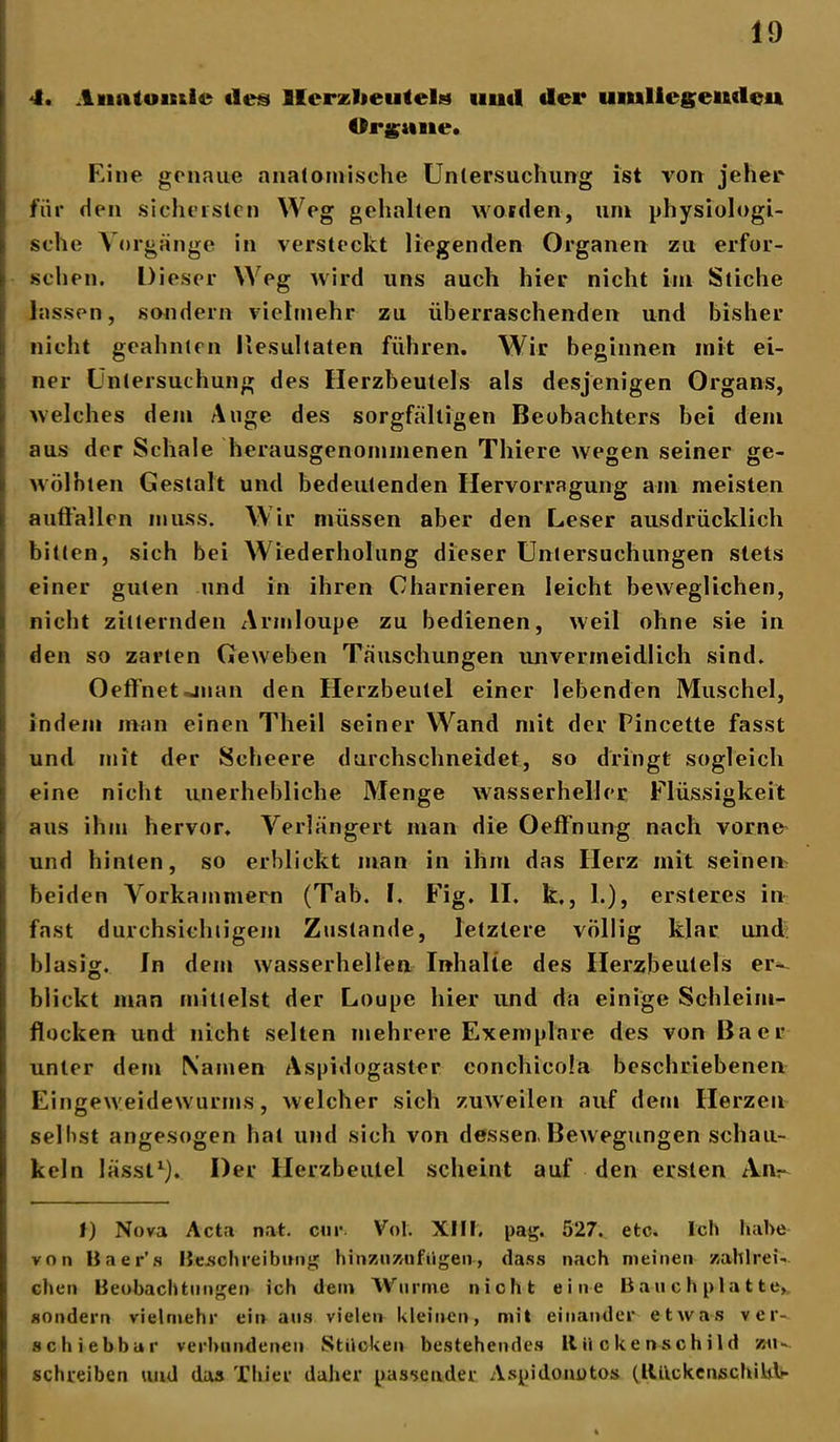 4. Anatomie des Herzbeutels und der umliegenden Organe. Eine genaue anatomische Untersuchung ist von jeher für den sichersten Weg gehalten worden, um physiologi- sche Vorgänge in versteckt liegenden Organen zu erfor- schen. Dieser Weg wird uns auch hier nicht im Stiche lassen, sondern vielmehr zu überraschenden und bisher nicht geahnten Resultaten führen. Wir beginnen mit ei- ner Untersuchung des Herzbeutels als desjenigen Organs, welches dem Auge des sorgfältigen Beobachters bei dem aus der Schale herausgenommenen Tliiere wegen seiner ge- wölbten Gestalt und bedeutenden Hervorragung am meisten auffallen muss. Wir müssen aber den Leser ausdrücklich bitten, sich bei Wiederholung dieser Untersuchungen stets einer guten und in ihren Charnieren leicht beweglichen, nicht zitternden Armloupe zu bedienen, weil ohne sie in den so zarten Geweben Täuschungen unvermeidlich sind. Oeffnetjuan den Herzbeutel einer lebenden Muschel, indem man einen Theil seiner Wand mit der Pincette fasst und mit der Scheere durchschneidet, so dringt sogleich eine nicht unerhebliche Menge wasserheller Flüssigkeit aus ihm hervor. Verlängert man die Oeffnung nach vorne und hinten, so erblickt man in ihm das Herz mit seinen beiden Vorkammern (Tab. I. Fig. II. k,, 1.), ersteres in fast durchsichtigem Zustande, letztere völlig klar und blasig. In dem wasserhellen Inhalte des Herzbeutels er- blickt man mittelst der Loupe hier und da einige Schleim- flocken und nicht selten mehrere Exemplare des von Baer unter dem Namen Aspidogaster conchicola beschriebenen Eingeweidewurms, welcher sich zuweilen auf dem Herzen selbst angesogen hat und sich von dessen. Bewegungen schau- keln lässt1). Der Herzbeutel scheint auf den ersten Am- i) Nova Acta nat. cor. Vol. XIII. pag. 527. etc. leb habe von Baer’s Beschreibung hinzuzufügen-, dass nach meinen zahlrei- chen Beobachtungen ich dem Wurme nicht eine Bauch platte, sondern vielmehr ein aus vielen kleinen, mit einander etwas ver- schiebbar verbundenen Stücken bestehendes lt ii c k e nsc h i 1 d zu- schreiben und das Thier daher passender Aspidonotos (ItiickenschiUb-
