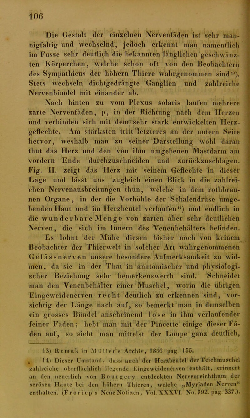 10G Die Gestalt der einzelnen Nervenfäden ist sehr man- nigfaltig und wechselnd, jedoch erkennt man namentlich im Fusse sehr deutlich die bekannten länglichen geschwänz- ten Körperchen, welche schon oft von den Beobachtern des Sympathicus der hohem Thiere wahrgenommen sind13). Stets wechseln dichtgedrängte Ganglien und zahlreiche Nervenbündel mit einander ah. Nach hinten zu vom Plexus solaris laufen mehrere zarte Nervenfäden, p, in der Richtung nach dem Herzen und verbinden sich mit dem sehr stark entwickelten Herz- geflechte. Am stärksten tritt letzteres an der untern Seite hervor, weshalb man zu seiner Darstellung wohl daran thut das Herz und den von ihm umgebenen Mastdarm am vordem Ende durchzuschneiden und zurückzuschlagen. Fig. II. zeigt das Herz mit seinem Geflechte in dieser Lage und lässt uns zugleich einen Blick in die zahlrei- chen Nervenausbreitungen thiin, welche in dem rothbrau- nen Organe, in der die Vorhöhle der Schalendrüse umge- henden Haut und im Herzbeutel verlaufen14) und endlich in die wun der bare Menge von zarten aber sehr deutlichen Nerven, die sich im Innern des Venenbehälters befinden. Es lohnt der Mühe diesen bisher noch von keinem Beobachter der Thierwelt in solcher Art wahrgenommenen Gefässnerven unsere besondere Aufmerksamkeit zu wid- men, da sie in der That in anatomischer und physiologi- scher Beziehung sehr bemerkenswerth sind. Schneidet man den Venenbehälter einer Muschel, worin die übrigen Eingeweidenerven recht deutlich zu erkennen sind, vor- sichtig der Länge nach auf, so bemerkt man in demselben ein grosses Bündel anscheinend lose in ihm verlaufender feiner Fäden; hebt man mit der Pincelte einige dieser Fä- den auf, so sieht man mittelst der Loupe ganz deutlich, 13) Itcmak in Miiller’s Archiv, 183G pag. 155* , 14) Dieser Umstand, dass auch der Herzbeutel der Teichmuschel zahlreiche oberflächlich liegende Eingew'eidenerven enthält, erinnert an den neuerlich von Bourgery entdeckten Nervenreichtlmm der serösen Häute bei den hohem Thieren, welche „Myriaden Nerven“ enthalten. (Froriep's Neue Notizen, Vol. XXXVI. No. J92. pag. 337.).
