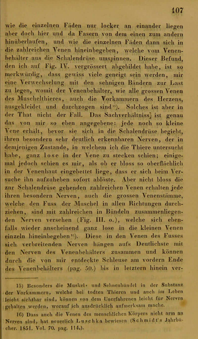 wie die einzelnen Fäden nur locker an einander liegen aber doch hier und da Fasern von dem einen zum andern hinüberlaufen, und wie die einzelnen Fäden dann sich in die zahlreichen Venen hineinbegeben, welche vom Venen- behälter aus die Schalendrüse umspinnen* Dieser Befund, den ich auf Fig, IV« vergrößert abgebildet habe, ist so merkwürdig, dass gewiss viele geneigt sein werden, mir eine V erwechselung mit den sehnigen Bändern zur Last zu legen, womit der Venenbehälter, wie alle grossen Venen des Muschelthieres, auch die Vorkammern des Herzens, ausgekleidet und durchzogen sind15)« Solches ist aber in der That nicht der Fall» Das Sachverhältniss] ist genau das von mir so eben angegebene: jede noch so kleine Vene erhält, bevor sie sich in die Schalendrüse begiebt, ihren besondern sehr deutlich erkennbaren Nerven, der in demjenigen Zustande, in welchem ich die Thiere untersucht habe, ganz lose in der Vene zu stecken schien; einige- mal jedoch schien es mir, als ob er bloss so oberflächlich in der Venenhaut eingebettet liege, dass er sich beim Ver- suche ihn aufzuheben sofort ablöste« Aber nicht bloss die znr Schalendrüse gehenden zahlreichen Venen erhalten jede ihren besondern Nerven, auch die grossen Venenstämme, welche den Fuss der Muschel in allen Richtungen durch- ziehen, sind mit zahlreichen in Bündeln zusammenliegen- den Nerven versehen (Fig. III. o.), welche sich eben- falls wieder anscheinend ganz lose in die kleinen Venen einzeln hineinbegebenlfi). Diese in den Venen des Fuss es sich verbreitenden Nerven hängen aufs Deutlichste mit den Nerven des Venenbehälters zusammen und können durch die von mir entdeckte Schleuse am vordem Ende des Venenbehälters (pag. 50.) bis in letztem hinein ver- 15) Besonders die Muskel» und Sehnenbündel in der Substanz der Vorkammern, welche bei todten Thieren und auch im Leben leicht sichtbar sind, können von dem Unerfahrenen leicht für Nerven gehalten werden, worauf ich ausdrücklich aufmerksam mache. 10) Dass auch die Venen des menschlichen Körpers nicht arm an Nerven sind, hat neuerlich Luschka bewiesen (Schmidt’s Jahrbü- cher. 1851. Vol. 70. pag. 114,).