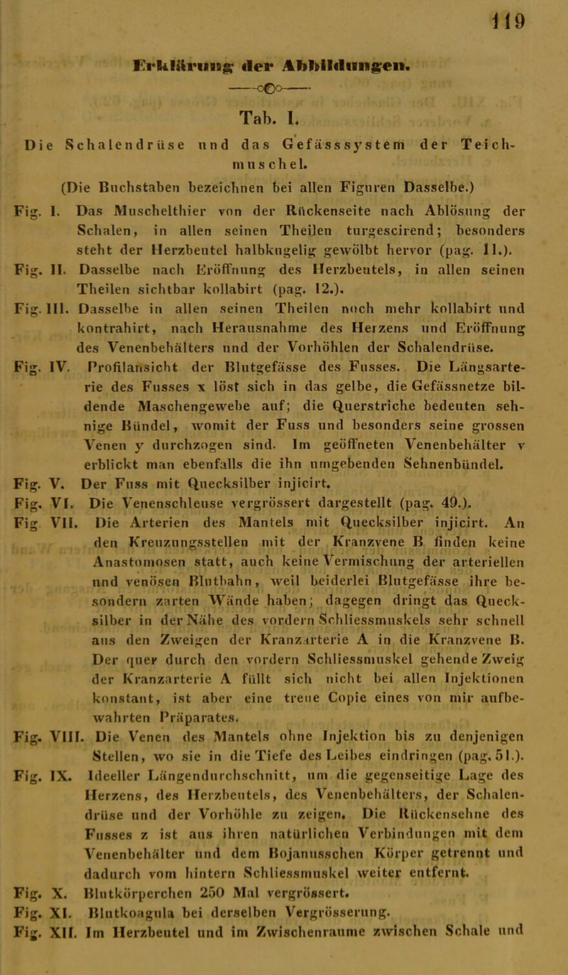Ei'Rtläriiisjsr «lei* AY>l»il«lniiigen. Tab. 1. Die Schale ndrüse und das Gef äs s System der Teich- nmsche 1. (Die Buchstaben bezeichnen bei allen Figuren Dasselbe.) Fig. I. Das Muschelthier von der Rückenseite nach Ablösung der Schalen, in allen seinen Theilen turgescirend; besonders steht der Herzbeutel halbkugelig gewölbt hervor (pag. II.). Fig. II. Dasselbe nach Eröffnung des Herzbeutels, in allen seinen Theilen sichtbar kollabirt (pag. 12.), Fig. Hl. Dasselbe in allen seinen Theilen noch mehr kollabirt und kontrahiert, nach Herausnahme des Herzens und Eröffnung des Venenbehälters und der Vorhöhlen der Schalendrüse. Fig. IV. Profilansicht der Blutgefässe des Fusses. Die Längsarte- rie des Fusses x löst sich in das gelbe, die Gefässnetze bil- dende Maschengewebe auf; die Querstriche bedeuten seh- nige Bündel, womit der Fuss und besonders seine grossen Venen y durchzogen sind. Im geöffneten Venenbehälter v erblickt man ebenfalls die ihn umgebenden Sehnenbündel. Fig. V. Der Fuss mit Quecksilber injicirt. Fig. VI. Die Venenschleuse vergrössert dargestellt (pag. 49.). Fig. VII. Die Arterien des Mantels mit Quecksilber injicirt. An den Kreuzungsstellen mit der Kranzvene B finden keine Anastomosen statt, auch keine Vermischung der arteriellen und venösen Blnthahn, weil beiderlei Blutgefässe ihre be- sondern zarten Wände haben; dagegen dringt das Queck- silber in der Nähe des vordem Schliessmuskels sehr schnell aus den Zweigen der Kranzarterie A in die Kranzvene B. Der quer durch den vordem Schliessmuskel gehende Zweig der Kranzarterie A füllt sich nicht bei allen Injektionen konstant, ist aber eine treue Copie eines von mir aufbe- wahrten Präparates. Fig. VIII. Die Venen des Mantels ohne Injektion bis zu denjenigen Stellen, wo sie in die Tiefe des Leibes eindringen (pag, 51.). Fig. IX. Ideeller Längendurchschnitt, um die gegenseitige Lage des Herzens, des Herzbeutels, des Venenbehälters, der Schalen- drüse und der Vorhöhle zu zeigen. Die Rilckcnsehne des Fusses z ist aus ihren natürlichen Verbindungen mit dem Venenbehälter und dem Bojanusschen Körper getrennt und dadurch vom hintern Schliessmuskel weiter entfernt. Fig. X. Blutkörperchen 250 Mal vergrössert. Fig. XI. Blutkoagula bei derselben Vergrößerung. Fig. XII. Im Herzbeutel und im Zwischenräume zwischen Schale und