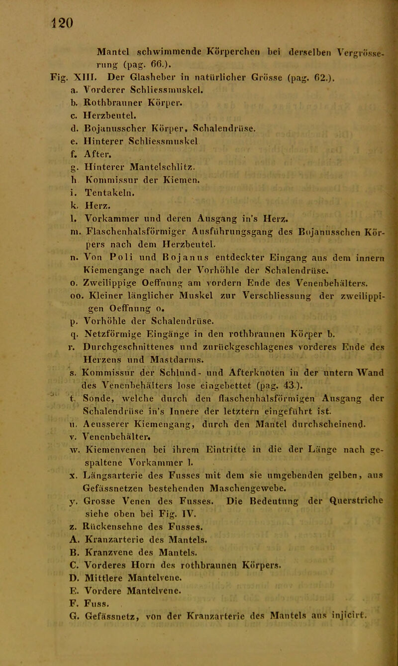Mantel schwimmende Körperchen hei derselben Vergrösse- rung (pag. 66.). Fig. XIII. Der Glasheber in natürlicher Grösse (pag. 62.). a. Vorderer Schliessmuskel. b. Rothbranner Körper. c. Herzbeutel. d. Bojanusscher Körper, Schalendriise. e. Hinterer Schliessmuskel f. After. g. Hinterer Mantelschlitz, h Kommissur der Kiemen, i. Tentakeln. k. Herz. l. Vorkammer und deren Ausgang in’s Herz. m. Flaschenhalsförmiger Ausführungsgang des Bojanusschen Kör- pers nach dem Herzbeutel. n. Von Poli und Bojanus entdeckter Eingang aus dem innern Kiemengange nach der Vorhöhle der Schalendriise. o. Zweilippige Oefifnung am vordem Ende des Venenbehälters, oo. Kleiner länglicher Muskel zur Verschliessung der zweilippi- gen OefFnung o. p. \rorhöhle der Schalendriise. q. Netzförmige Eingänge in den rothbraunen Körper b. r. Durchgeschnittenes und zurückgeschlagenes vorderes Ende des Herzens und Mastdarms. s. Kommissur der Schlund- und Afterknoten in der untern Wand des Vencnbehäiters lose eingebettet (pag. 43). t. Sonde, welche durch den flaschenhalsförmigen Ausgang der Schalendrüse in’s Innere der letztem eingeführt ist. u. Aeusserer Kiemengang, durch den Mantel durchscheinend- v. Venenbehälter. w. Kiemenvenen bei ihrem Eintritte in die der Länge nach ge- spaltene Vorkammer 1. x. Längsarterie des Fusses mit dem sie umgehenden gelben, aus Gefässnetzen bestehenden Maschengewebe. y. Grosse Venen des Fusses. Die Bedeutung der Querstriche siehe oben bei Fig. IV. z. Rückensehne des Fusses. A. Kranzarterie des Mantels. B. Kranzvene des Mantels. C. Vorderes Horn des rothbraunen Körpers. D. Mittlere Mantelvene. E. Vordere Mantelvene. F. Fuss. G. Gefässnetz, von der Kranzarterie des Mantels aus injicirf.