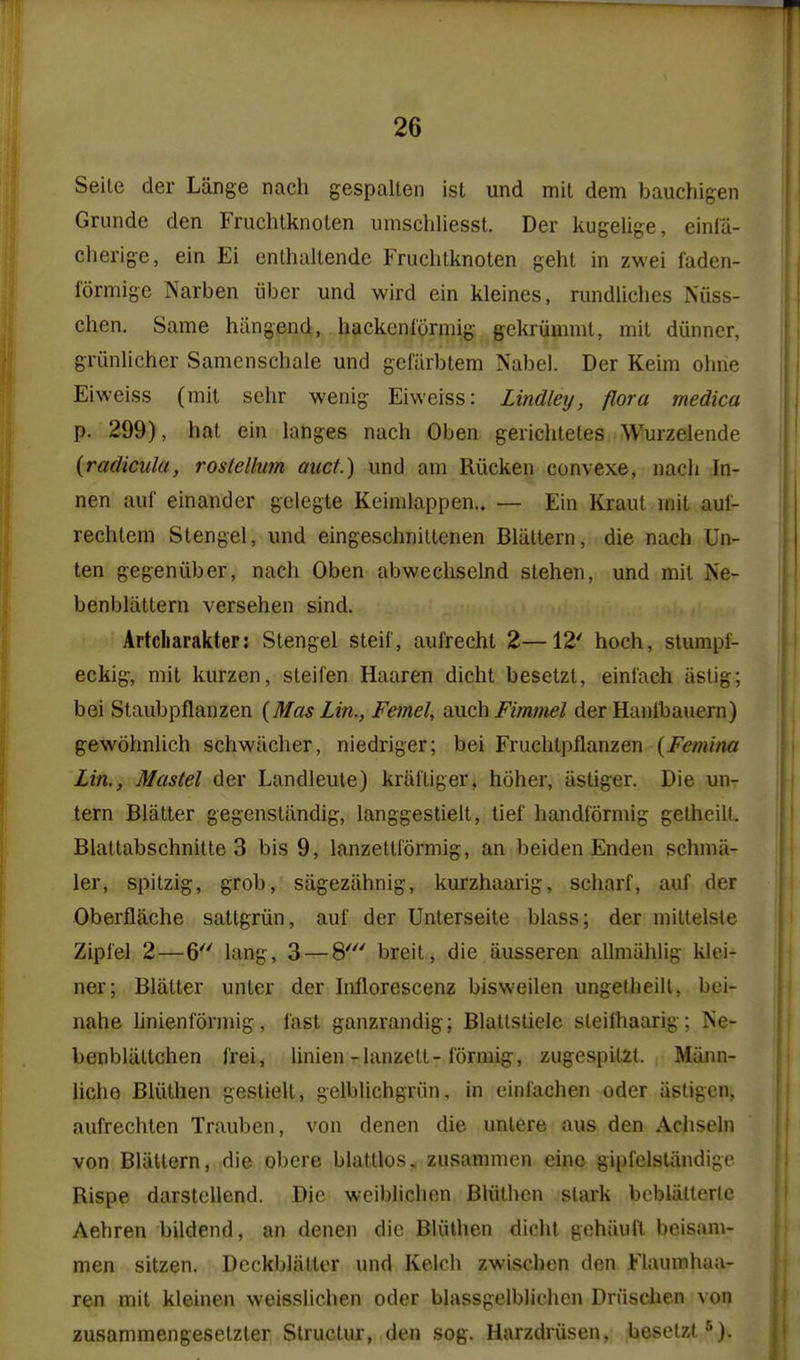 Seile der Liinge nach gespalten ist und mil dem bauchigen Grande den Fruchtknoten iimscliliessl. Der kugelige, einlii- cherige, ein Ei enthaltende Fruchtknoten geht in zwei faden- formige Narben iibcr und wird ein kleines, rundiiches Niiss- chen. Same hiingend, hackenlorniig gekrvimnit, niit diinner, griinlicher Samenschale und gcllirbtem Nabel. Der Keim olme Eiweiss (mit sehr wenig Eiweiss: Lindley, flora medica p. 299), hat ein langes nach Oben gerichtcles Wurzelende {radicula, rostellum auct.) und am Riicken convexe, nach In- nen auf einander gelegte Keimlappen.. — Ein Kraut mit aul- rechlem Stengel, und eingeschnillenen Blaltern, die nach Un- ten gegeniiber, nach Oben abwecliselnd slehen, und mil Ne- benbliittern versehen sind. Artcharakter: Stengel steil', aufrecht 2—12' hoch, stumpi- eckig, mit kurzen, steifen Haaren dicht besetzt, einiach iislig; bei Staubpflanzen {Mas Lin., Femel, auch Fim?)iel der Hanibauern) gewohnlich schwticher, niedriger; bei Fruchtpflanzen (Femim Lin., Mastel der Landleule) kraltiger, hoher, iistiger. Die un- tern Blatter gegensliindig, langgesliell, tief handiormig gelheilt. Blattabschnitte 3 bis 9, lanzettformig, an beiden Enden schmii- ler, spitzig, grob, sageziihnig, kurzhaarig, scharf, auf der Oberfljiche sattgriin, auf der Unterseile blass; der miUelste Ziplel 2—6^' lang, 3 — 8' breit, die iiusseren allmtihlig klei- ner; Blatter unter der hiflorescenz bisweilen ungetheill, bei- nahe Unienformig, fast ganzrandig; Blattstielc sleifhaarig; Ne- benbUUtchen frei, linien-lanzett-lormig, zugespiizt. Miinn- liche Bliithen gesliell, gclblichgriin, in einfachen oder iisligcn, aufrechten Trauben, von denen die untere aus den Achseln von Bliillern, die obere blatllos. zusammcn eine gipfelsliindige Rispe darstcllend. Die weiblichen BUithen stark bcbliillerlc Aehren bildend, an denen die Bliithen dichl gehiiufl beisam- men sitzen. Dcckbliittor und Kelch zwischen den Flaumhaa- ren mit kleinen weisslichen oder blassgelblichcn Dnisclien von zusammengesetzler Slructur, den sog. Harzdriisen, besetzt 5).