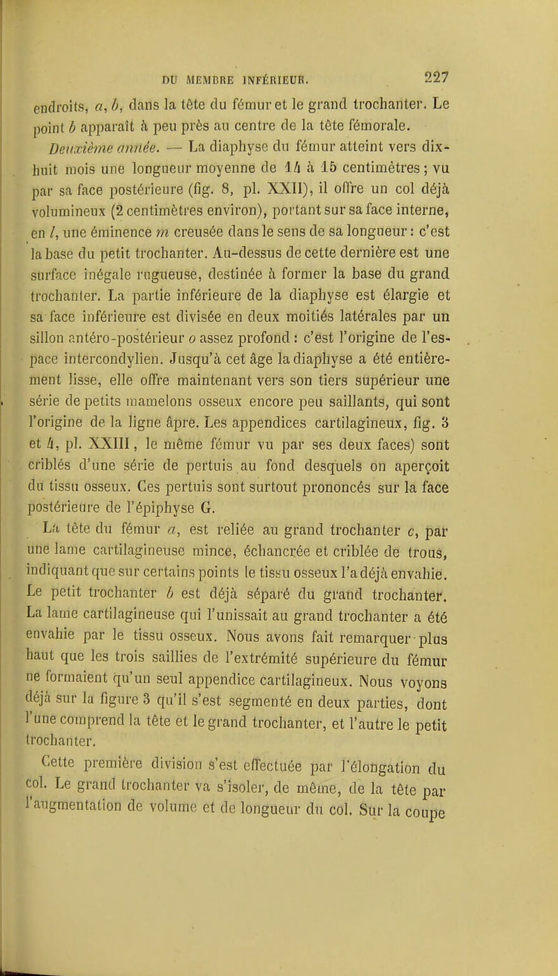 endroits, a, h, dans la tête du fémur et le grand trochanter. Le point b apparaît h peu près au centre de la tête fémorale. Deuxième année. — La diaphyse du fémur atteint vers dix- huit mois une longueur moyenne de Mx à 15 centimètres; vu par sa face postérieure (fig. 8, pl. XXII), il offre un col déjà volumineux (2 centimètres environ), portant sur sa face interne, en /, une éminence m creusée dans le sens de sa longueur : c'est la base du petit trochanter. Au-dessus de cette dernière est une surface inégale rugueuse, destinée à former la base du grand trochanter. La partie inférieure de la diaphyse est élargie et sa face inférieure est divisée en deux moitiés latérales par un sillon antéro-postérieur o assez profond : c'est l'origine de l'es- pace intercondylien. Jusqu'à cet âge la diaphyse a été entière- ment lisse, elle offre maintenant vers son tiers supérieur une série de petits mamelons osseux encore peu saillants, qui sont l'origine de la ligne âpre. Les aj)pendices cartilagineux, fig. 3 et h, pl. XXIII, le même fémur vu par ses deux faces) sont criblés d'une série de pertuis au fond desquels on aperçoit du tissu osseux. Ces pertuis sont surtout prononcés sur la face postérieure de l'épiphyse G. La tête du fémur a, est reliée au grand trochanter c, par une lame cartilagineuse mince, échancrée et criblée de trous, indiquant que sur certains points le tissu osseux l'a déjà envahie. Le petit trochanter b est déjà séparé du grand trochanter. La lame cartilagineuse qui l'unissait au grand trochanter a été envahie par le tissu osseux. Nous avons fait remarquer plus haut que les trois saillies de l'extrémité supérieure du fémur ne formaient qu'un seul appendice cartilagineux. Nous voyons déjà sur la figure 3 qu'il s'est segmenté en deux parties, dont l'une comprend la tête et le grand trochanter, et l'autre le petit trochanter. Cette première division s'est effectuée par l'élongation du col. Le grand trochanter va s'isoler, de même, de la tête par l'augmentation de volume et de longueur du col. Sur la coupe