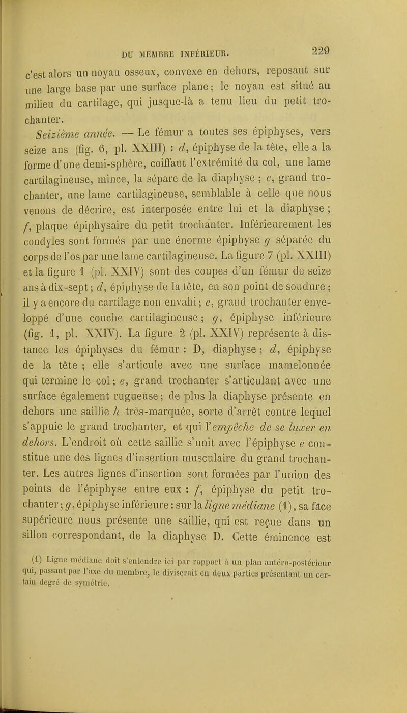c'est alors un noyau osseux, convexe en dehors, reposant sur line large base par une surface plane ; le noyau est situé au milieu du cartilage, qui jusque-là a tenu lieu du petit tro- chanter. Seizième année. — Le fémur a toutes ses épiphyses, vers seize ans (fig. 6, pl. XXIII) : d, épiphyse de la tête, elle a la forme d'une demi-sphère, coiffant l'extrémité du col, une lame cartilagineuse, mince, la sépare de la diaphyse ; c, grand tro- chanler, une lame cartilagineuse, semblable à celle que nous venons de décrire, est interposée entre lui et la diaphyse ; /, plaque épiphysaire du petit trochànler. Inférieurement les condyles sont formés par une énorme épiphyse g séparée du corps de l'os par une lame cartilagineuse. La figure 7 (pl. XXIII) et la ligure 1 (pl. XXIV) sont des coupes d'un fémur de seize ans à dix-sept ; épiphyse de la tête, en son point de soudure ; il y a encore du cartilage non envahi; e, grand Irochanter enve- loppé d'une couche cartilagineuse ; g, épiphyse inférieure (fig. 1, pl. XXIV). La figure 2 (pl. XXIV) représente à dis- tance les épiphyses du fémur : D, diaphyse ; d, épiphyse de la tête ; elle s'articule avec une surface mamelonnée qui termine le col; e, grand trochanter s'articulant avec une surface également rugueuse ; de plus la diaphyse présente en dehors une saillie h très-marquée, sorte d'arrêt contre lequel s'appuie le grand trochanter, et qui Y empêche de se luxer en dehors. L'endroit où cette saillie s'unit avec l'épiphyse e con- stitue une des lignes d'insertion musculaire du grand trochan- ter. Les autres lignes d'insertion sont formées par l'union des points de l'épiphyse entre eux : /, épiphyse du petit tro- chanter ; g, épiphyse inférieure : sur la ligne médiane (1), sa face supérieure nous présente une saillie, qui est reçue dans un sillon correspondant, de la diaphyse D. Cette érninence est (1) Ligne inôdiaiie doit s'entendre ici par rapport à un plan antéro-postérieur qui, passant par l'axe du membre, le diviserait en deux parties préseutant un cer- tain degré de symétrie.