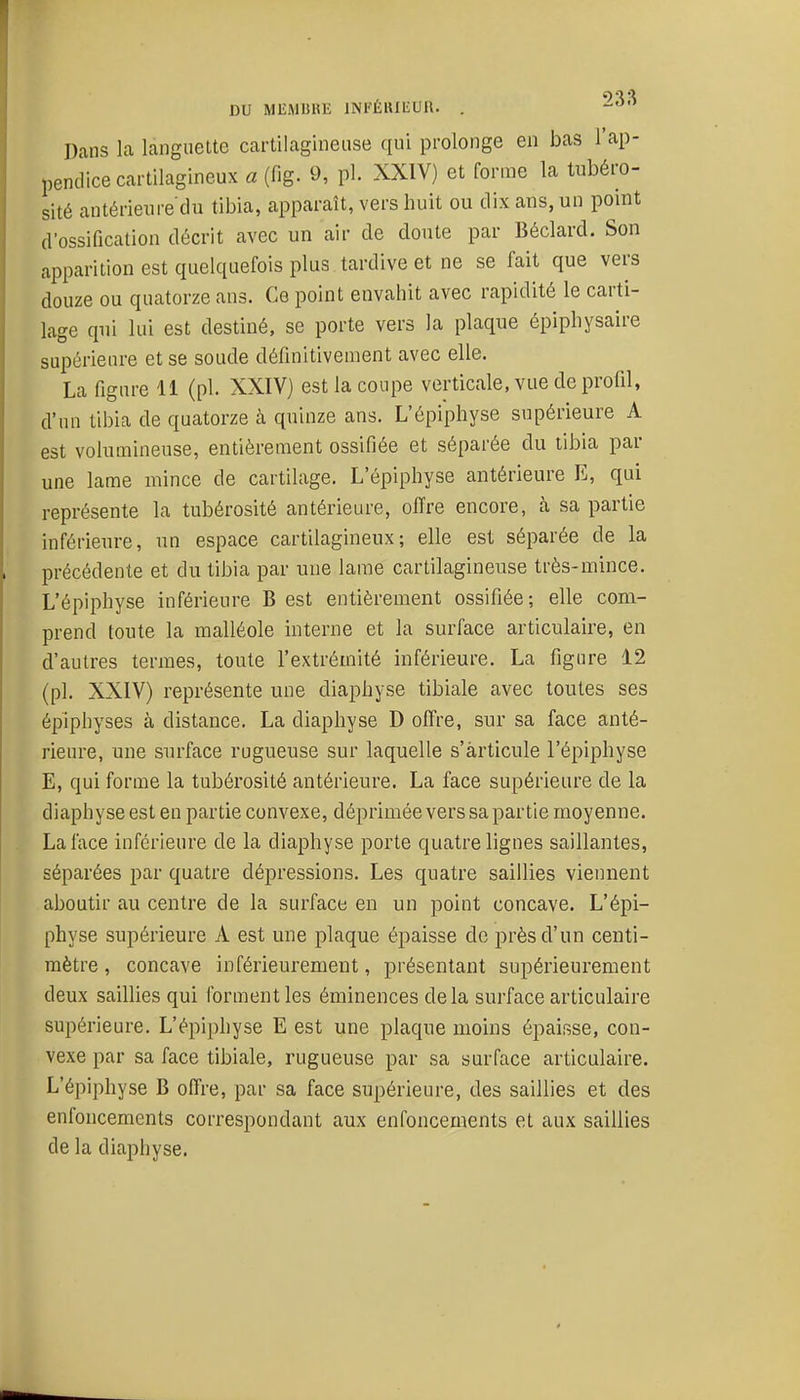 Dans la languette cartilagineuse qui prolonge en bas l'ap- pendice cartilagineux a (fig. 9, pl. XXIV) et forme la tubéro- sité antérieure du tibia, apparaît, vers huit ou dix ans, un point d'ossification décrit avec un air de doute par Béclard. Son apparition est quelquefois plus tardive et ne se fait que vers douze ou quatorze ans. Ce point envahit avec rapidité le carti- lage qui lui est destiné, se porte vers la plaque épiphysaire supérieure et se soude définitivement avec elle. La figure 11 (pl. XXIV) est la coupe verticale, vue de profil, d'un tibia de quatorze à quinze ans. L'épiphyse supérieure A est volumineuse, entièrement ossifiée et séparée du tibia par une lame mince de cartilage. L'épiphyse antérieure E, qui représente la tubérosité antérieure, offre encore, à sa partie inférieure, un espace cartilagineux; elle est séparée de la précédente et du tibia par une lame cartilagineuse très-mince. L'épiphyse inférieure B est entièrement ossifiée; elle com- prend toute la malléole interne et la surface articulaire, en d'autres termes, toute l'extrémité inférieure. La figure 12 (pl. XXIV) représente une diaphyse tibiale avec toutes ses épiphyses à distance. La diaphyse D oITre, sur sa face anté- rieure, une surface rugueuse sur laquelle s'articule l'épiphyse E, qui forme la tubérosité antérieure. La face supérieure de la diaphyse est en partie convexe, déprimée vers sa partie moyenne. La face inférieure de la diaphyse porte quatre lignes saillantes, séparées par quatre dépressions. Les quatre saillies viennent aboutir au centre de la surface en un point concave. L'épi- physe supérieure A est une plaque épaisse de près d'un centi- mètre , concave inférieurement, présentant supérieurement deux saillies qui forment les éminences delà surface articulaire supérieure. L'épiphyse E est une plaque moins épaisse, con- vexe par sa face tibiale, rugueuse par sa surface articulaire. L'épiphyse B offre, par sa face supérieure, des saillies et des enfoncements correspondant aux enfoncements et aux saillies de la diaphyse.