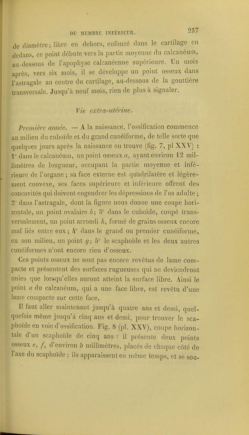de cliamèti-c; libre en dehors, enfoncé dans le cartilage on dedans, ce point débute vers la partie moyenne du calcanéuin, au-dessous de l'apophyse calcanéenne supérieure. Un mois après, vers six mois, il se développe un point osseux dans l'astragale au centre du cartilage, au-dessous de la gouttière transversale. Jusqu'à neuf mois, rien de plus à signaler. Vie extra-utérine. Première année. — A la naissance, l'ossification commence au milieu du cuboïde et du grand cunéiforme, de telle sorte que quelques jours après la naissance on trouve (fig. 7, pl XX.V) : 1 dans le calcanéum, un point osseux «, ayant environ 12 mil- limètres de longueur, occupant la partie moyenne et infé- rieure de l'organe ; sa face externe est quadrilatère et légère- ment convexe, ses faces supérieure et inférieure olTrent des concavités qui doivent engendrer les dépressions de l'os adulte ; 2' dans l'astragale, dont la figure nous donne une coupe hori- zontale, un point ovalaire b; ^° dans le cuboïde, coupé trans- versalement, un point arrondi h, formé de grains osseux encore mal liés entre eux ; h° dans le grand ou premier cunéiforme, en son milieu, un point g; 5° le scaphoïde et les deux autres cunéiformes n'ont encore rien d'osseux. Ces points osseux ne sont pas encore revêtus de lame com- pacte et présentent des surfaces rugueuses qui ne deviendront unies que lorsqu'elles auront atteint la surface libre. Ainsi le point a du calcanéum, qui a une face libre, est revêtu d'une lame compacte sur cette face. II faut aller maintenant jusqu'à quatre ans et demi, quel- quefois même jusqu'cà cinq ans et demi, pour trouver le sca- phoïde en voie d'ossification. Fig. 8 (pl. XXV), coupe horizon- tale d'un scaphoïde de cinq ans : il présente deux points osseux e, /, d'environ 5 millimètres, placés de chaque côté de l'axe du scaphoïde ; ils apparaissent en même temps, et se sou-