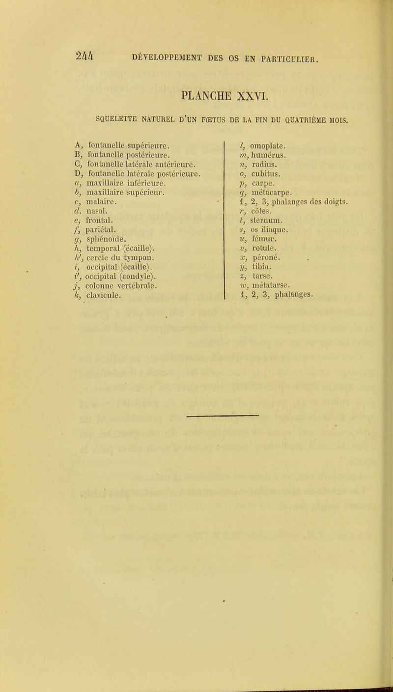 PLANCHE XXVI. SQUELETTE NATUREL D'UN FŒTUS DE LA FIN DU QUATRIÈME MOIS. A, l'ontanellc supérieure. B, foutanclle postérieure. C, fontanelle latérale antérieure. D, fontanelle latérale postérieure. a, maxillaire inférieure. h, maxillaire supérieur. c, malairc. d, nasal. e, frontal. f, pariétal. g, sphénoïde. h, temporal (écaille). k', cercle du tympan. i, occipital (écaille). i', occipital (condyle). j, colonne vertébrale. l, omoplate. m, humérus. n, radius. 0, cubitus. 2), carpe. q, métacarpe. 1, 2, 3, phalanges des doigts. r, côles. t, sternum. s, os iliaque. M; fémur. V, rotule. X, péroné. y, tibia. z, tarse. w, métatarse.