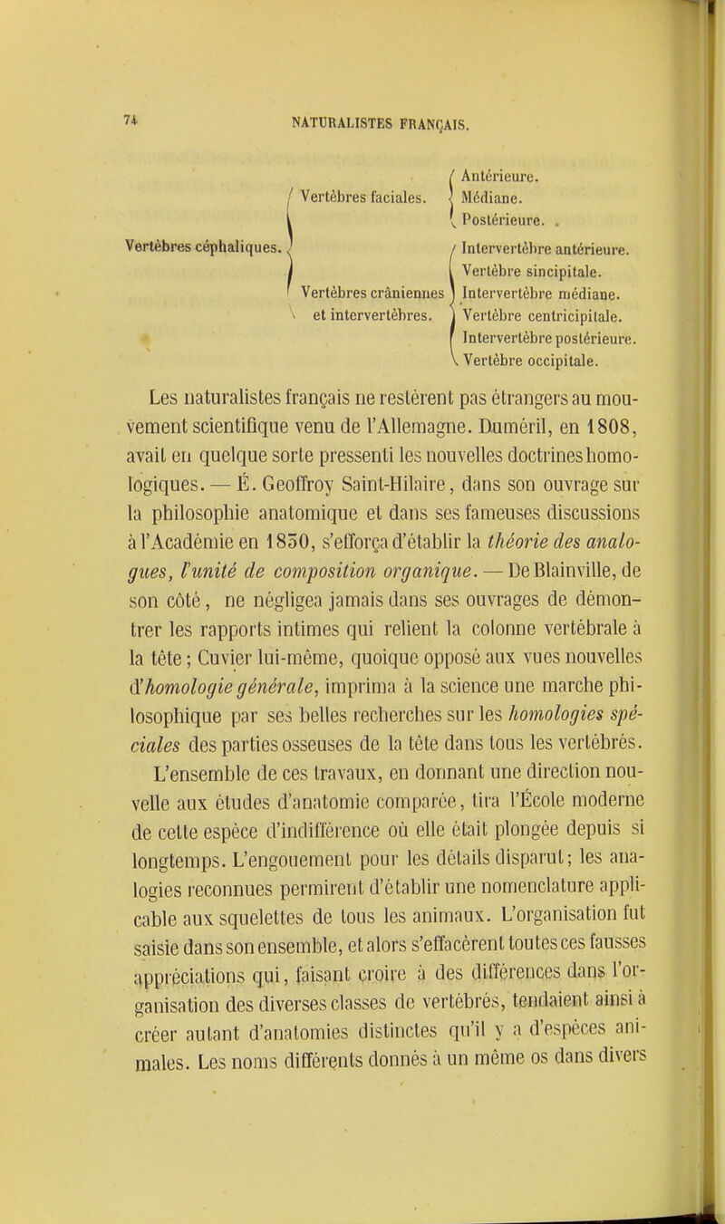 NATURALISTES FRANÇAIS. (!Antérieure. Médiane. ^ Postérieure. . , V,. v,ui...aimuco. / / Inlervertèhre antérieure. I l Vertèbre sincipitale. ' Vertèbres crâniennes j Intervertèbre médiane. V et intervertèbres, j Vertèbre centricipilale. - f Intervertèbre postérieure. V Vertèbre occipitale. Les naturalistes français ne restèrent pas étrangers au mou- vement scientifique venu de l'Allemagne. Duméril, en 1808, avait en quelque sorte pressenti les nouvelles doctrineshomo- logiques. — É. Geoffroy Saint-Hilaire, dans son ouvrage sur la philosophie anatomique et dans ses fameuses discussions à l'Académie en 1850, s'efforça d'établir la théorie des analo- gues, l'unité de composition organique. — DeBlainville, de son côté, ne négligea jamais dans ses ouvrages de démon- trer les rapports intimes qui relient la colonne vertébrale à la tête ; Cuvier lui-même, quoique opposé aux vues nouvelles d'homologie générale, imprima à la science une marche phi- losophique par ses belles recherches sur les homologies spé- ciales des parties osseuses de la tête dans tous les vertébrés. L'ensemble de ces travaux, en donnant une direction nou- velle aux études d'anatomie comparée, tira l'École moderne de cette espèce d'indifférence où eUe était plongée depuis si longtemps. L'engouement pour les détails disparut; les ana- logies reconnues permirent d'établir une nomenclature appli- cable aux squelettes de tous les animaux. L'organisation fut saisie dans son ensemble, et alors s'effacèrent toutes ces fausses .appréciations qui, faisant croire à des différences dans l'or- ganisation des diverses classes de vertébrés, tendaient ainsi à créer autant d'anatomies distinctes qu'il y a d'espèces ani- males. Les noms différents donnés à un même os dans divers