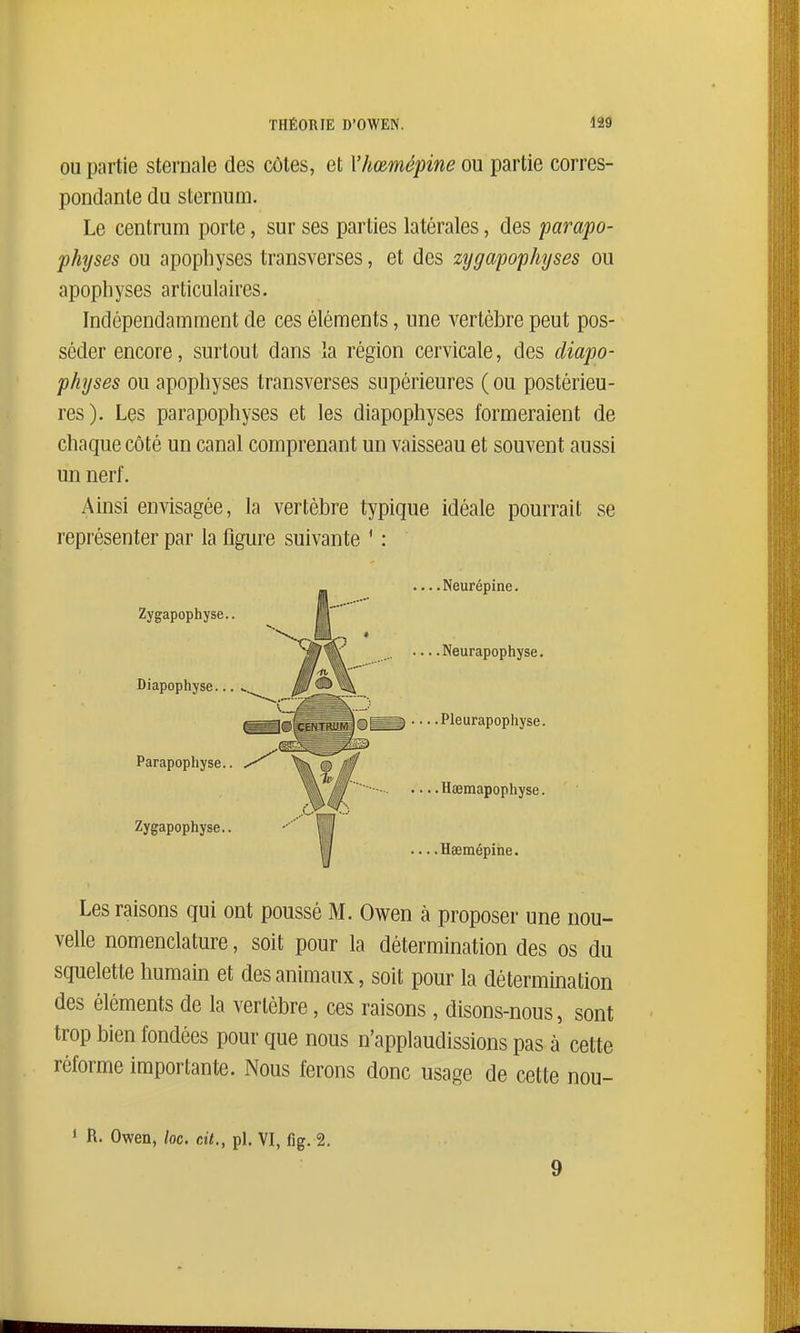 OU partie sternale des côtes, et Vhœmépine ou partie corres- pondante du sternum. Le centrum porte, sur ses parties latérales, des parapo- physes ou apophyses transverses, et des zijgapophyses ou apophyses articulaires. Indépendamment de ces éléments, une vertèbre peut pos- séder encore, surtout dans la région cervicale, des diapo- physes ou apophyses transverses supérieures (ou postérieu- res). Les parapophyses et les diapophyses formeraient de chaque côté un canal comprenant un vaisseau et souvent aussi un nerf. Ainsi envisagée, la vertèbre typique idéale pourrait se représenter par la figure suivante ' : Les raisons qui ont poussé M. Owen à proposer une nou- velle nomenclature, soit pour la détermination des os du squelette humain et des animaux, soit pour la détermination des éléments de la vertèbre, ces raisons, disons-nous, sont trop bien fondées pour que nous n'applaudissions pas à cette réforme importante. Nous ferons donc usage de cette nou- .... Neurépine. Neurapophyse. Pleurapophyse. .... Hœmapophyse. ... .Hœmépihe. 1 R. Owen, loc. cit., pl. VI, fig, 2, 9