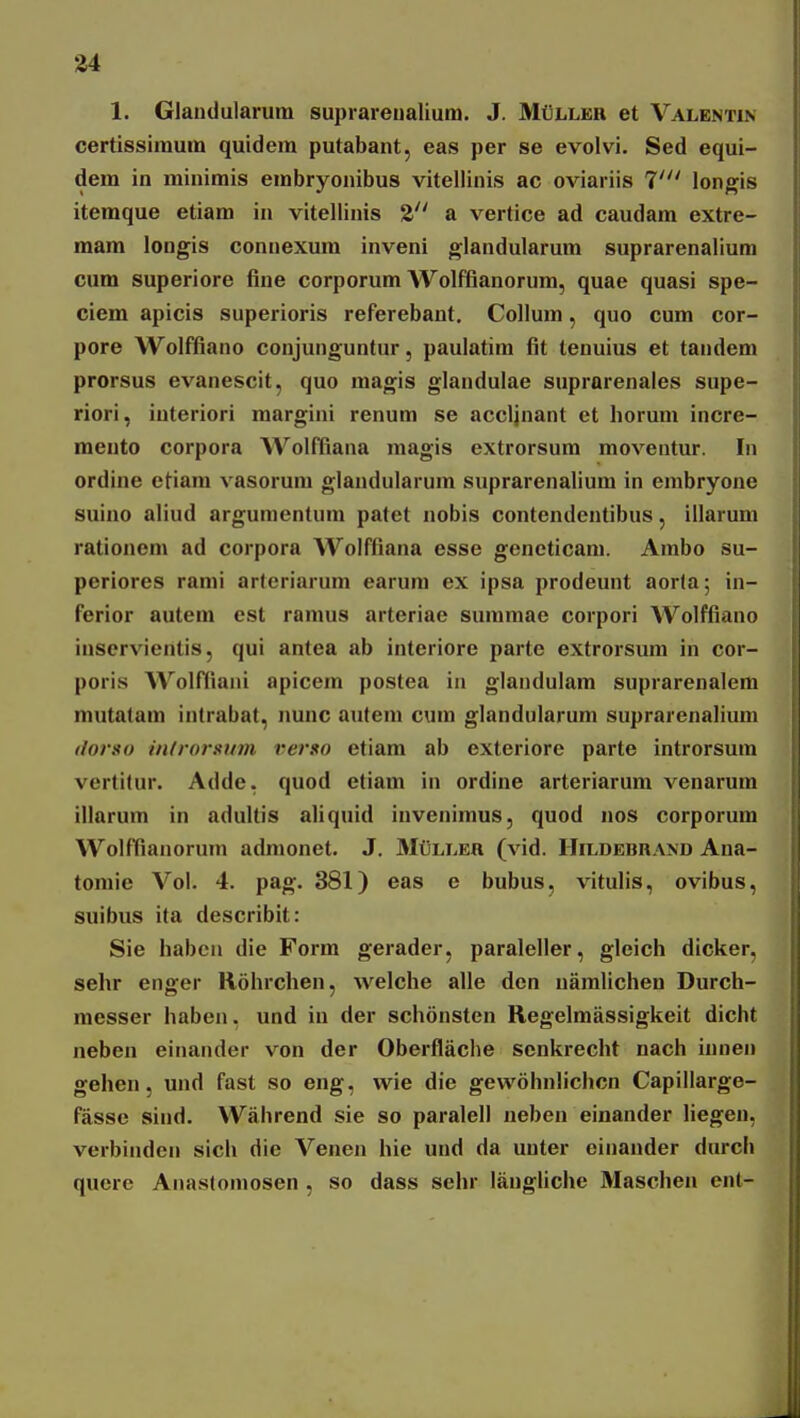 1. Glaiidularum supiareualium. J. Muller et Valentin certissiraum quidem putabant, eas per se evolvi. Sed equi- dem in minimis embryonibus vitellinis ac oviariis 1' longis itemque etiam in vitellinis a vertice ad caudam extre- mam longis connexum inveni glandularum suprarenalium cum superiore fine corporum AVolfflanorum, quae quasi spe- ciem apicis superioris referebant. Collum, quo cum cor- pore Wolfflano conjunguntur, paulatim fit tenuius et tandem prorsus evanescit, quo magis glandulae suprarenales supe- riori, interiori margini renum se accljnant et horum incre- meuto corpora Wolffiana magis extrorsum moventur. In ordine etiani vasorum glandularum suprarenalium in embryone suino aliud argunientum patet nobis contendentibus, illarum rationem ad corpora Wolfflana esse geneticam. Ambo su- periores rami arleriarum earura ex ipsa prodeunt aorta; in- ferior autem est ramus arteriae summac corpori Wolfflano inscrvientis, qui antea ab interiore parte extrorsum in cor- poris AVoIffiani apicem postea in glandulam suprarenalem mutatara intrabat, nunc auteni cura glandularura suprarenaliura ilorso introrsum rerso etiara ab exteriore parte introrsum vertitur. Adde. quod etiam in ordine arteriarum venarum illarum in adultis aliquid inveniraus, quod nos corporum Wolffianorura adraonet. J. MtiLLEa (vid. ITildebrand Ana- toraie Vol. 4. pag. 381) eas e bubus, vitulis, ovibus, suibus ita describit: Sie haben die Form gerader, paraleller, gleich dicker, sehr enger Rohrchen, welche alle den namlichen Durch- raesser haben, und in der schonsten Regelmassigkeit dicht neben einander von der Oberflache senkrecht nach innen gehen, und fast so eng, vvie die gevvohnlichcn Capillarge- fasse sind. Wahrend sie so paralell neben einander hegen, verbinden sich die Venen hie und da unter eiuander durch quere Anastomosen , so dass sehr langhche Maschen enl-