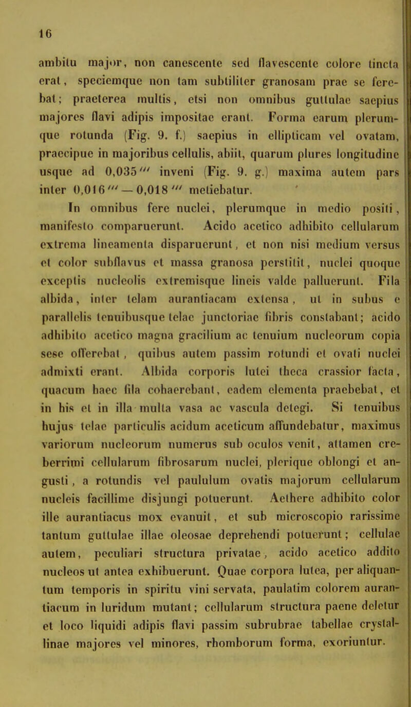 ambilu major, non canescentc sed flavescentc colorc linri crat, speciemque non tam subtililer granosam prae sc fen bat; praeterea multis, etsi non oninibus gultulac saepiii majorcs flavi adipis impositac erant. Forma carum plcruni que rotunda (Fig. 9. f.) saepius in ellipticam vel ovatam, praccipuc in majoribus cellulis, abiil, quarum plures longitudine usquc ad 0,035' inveni (Fig. 9. g.) maxiraa autem pars inler 0,016 —0,018meliebatur. In omnibus fere nuclei, plerumque in medio posili, manifesto comparucrunt. Acido acetico adhibito cellularum cxlrcnia lincamcnla disparucrunt, ct non nisi mcdium vcrsus ct color subflavus ct raassa granosa pcrslilil, nuclei quoquc cxccptis nucleolis cxfremisque lincis valdc palluerunl. Fila albida, inler tclam aurantiacam extcnsa, ut in subus c parallclis lcnuibusque tclac junctoriac fibris conslabant; acido adhibilo acclico magna gracilium ac tcnuiuro nuclcorum copia scse olfcrcbal , quibus autcm passim rotundi ct ovali nuclci admixti crant. Albida corporis lutei thcca crassior facla, quacum haec fila cohaercbant, cadcm elcmcnta praebebat, cl in his ct in illa mulla vasa ac vascula dctcgi. Si tenuibus hujus tclac parliculis acidum aceticum atTundcbalur, maximus variorum nucleorum numcrus sub oculos vcnit, altamen crr- berrimi ccllularum fibrosarum nuclei, plcrique oblongi ct an- gusti, a rotundis vel paululum ovatis majorum ccllularuin nucleis facillimc disjungi potuerunt. Aclherc adhibito color ille aurantiacus mox evanuit, et sub microscopio rarissime tantum guttulae illae oleosae deprehendi potucrunt; cellulae autem, peculiari structura privatae, acido acctico addilo nucleos ut anlea exhibuerunt. Quae corpora lulca, pcr aliquan- tum temporis in spiritu vini scrvata, paulatim colorcm auran- tiacum in luridum rautant; ccllularum slructura paenc dclclur et loco Mquidi adipis flavi passira subrubrae tabellae cryslal- linae majores vel rainores, rhoraborum forma, cxoriunlur.