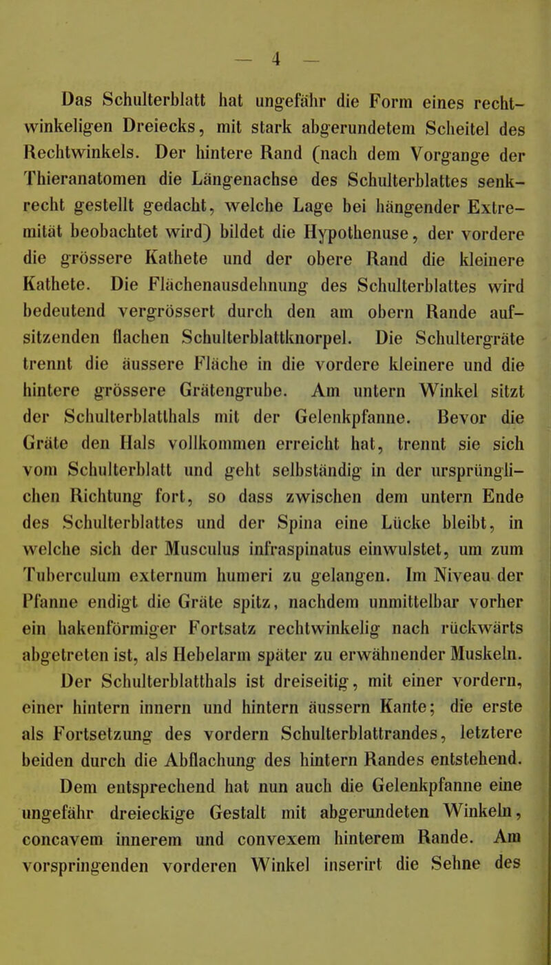 Das Schulterblatt hat ungefähr die Form eines recht- winkeligen Dreiecks, mit stark abgerundetem Scheitel des Rechtwinkels. Der liintere Rand (nach dem Vorgange der Thieranatomen die Längenachse des Schulterblattes senk- recht gestellt gedacht, welche Lage bei hängender Extre- mität beobachtet wird) bildet die Hypothenuse, der vordere die grössere Kathete und der obere Rand die kleinere Kathete. Die Flächenausdehnung des Schulterblattes wird bedeutend vergrössert durch den am obern Rande auf- sitzenden flachen Schulterbiattknorpel. Die Schultergräte trennt die äussere Fläche in die vordere kleinere und die hintere grössere Grätengrube. Am untern Winkel sitzt der Schulterblatlhals mit der Gelenkpfanne. Bevor die Gräte den Hals vollkommen erreicht hat, trennt sie sich vom Schulterblatt und geht selbständig in der ursprüngli- chen Richtung fort, so dass zwischen dem untern Ende des Schulterblattes und der Spina eine Lücke bleibt, in welche sich der Musculus infraspinatus einwulstet, um zum Tuberculum externum humeri zu gelangen. Im Niveau der Pfanne endigt die Gräte spitz, nachdem unmittelbar vorher ein hakenförmiger Fortsatz rechtwinkelig nach rückwärts abgetreten ist, als Hebelarm später zu erwähnender Äluskeln. Der Schulterblatthals ist dreiseitig, mit einer vordem, einer hintern innern und hintern äussern Kante; die erste als Fortsetzung des vordem Schulterblattrandes, letztere beiden durch die Abflachung des hintern Randes entstehend. Dem entsprechend hat nun auch die Gelenkpfanne eine ungefähr dreieckige Gestalt mit abgerundeten Winkeln, concavem innerem und convexem hinterem Rande. Am vorspringenden vorderen Winkel inserirt die Sehne des