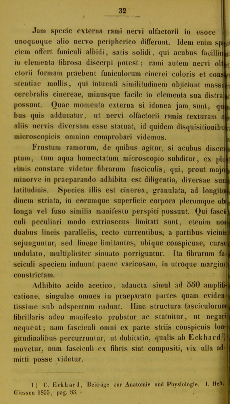 Jam specie externa rami nervi olfactorii in esoce unoquoque alio nervo peripherico differunt. Idem enim s ciem offert funiculi albidi, satis solidi, qui acubus faoilli iu elementa librosa discerpi potest; rami autem nervi ol ctorii formam praebent funiculorum cinerei coloris et con stentiac mollis, qui intuenti similitudinem objiciunt mass cerebralis cinereae, minusque lacile in elementa sua distr possunt, Ouae momenta externa si idonea jam sunt, q bus quis adducatur, ut nervi olfactorii ramis texturam aliis nervis diversam esse statuat, id quidem disquisitiouib microscopicis omnino comprobari videmus. Frustum ramorum, de quibus agitur, si acubus disce ptum, tum aqua liumectatum microscopio subditur, ex pl rimis constare videtur librarum fasciculis, qui, prout maj minorve iu praeparando adhibita cst diligentia, diversae su latitudinis. Spccies illis est cinerea, granulata, ad longit diuem striata, in eerumque superlicie corpora plerumque o louga vel fuso similia manifesto perspici possunt. Oui fasc culi peculiari modo extrinsecus limitati sunt, etenim no duabus lineis parallelis, recto curreutibus, a partibus vicim sejunguntur, sed lineae liuntautes, ubique conspicuae, cur undulato, multipliciter sinuato porriguntur. Ita fibrarum sciculi speciem induunt paene varicosam, in utroque margin constrictam. Adhibito acido acetico, adaucta simul ad 550 ampl catione, singulae omnes iu praeparato partes quam eviden tissime sub adspectura cadunt. Hinc structura fasciculorum fibrillaris adeo mauifesto probatur ac statuitur, ut negari nequeat; nam fasciculi omni ex parte striis conspicuis loott. gitudinalibus percurruntur, ut dubitatio, qualis ab Eckhard'), movetur, num fasciculi ex fibris sint compositi, vix ulla ad* mitti posse videtur. I) C. Eckhard, Beitriige zur Anatoinie iind Pliysiologie. I. Hef'» Giessen 1855, pag. 83.