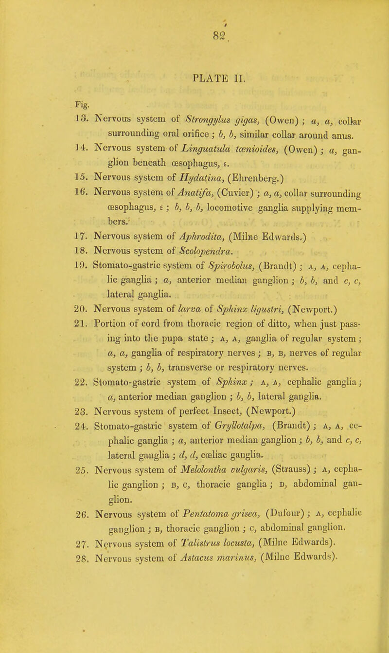 PLATE II. Fig. 13. Nervous system of Strongylus gigas, (Owen) ; a, a, coliar surrounding oral orifice; b, b, similar collar around anus. 14. Nervous system of Linguatula tcenioides, (Owen); a, gan- glion beneath oesophagus, t. 15. Nervous system of Hgdatina, (Ehrenberg.) 16. Nervous system of Anati/a, (Cuvier) ; a, a, collar surrounding oesophagus, £; b, b, b, locomotive ganglia supplying mem- bers. 17- Nervous system of Aphrodita, (Milne Edwards,) 18. Nervous system of Scolopendra. 19. Stomato-gastric system of Spirobohts, (Brandt) ; a, a, cepha- lic ganglia; a, anterior median ganglion ; 6, b, and c, c, lateral ganglia. 20. Nervous system of larva of Sphinx Ugustri, (Newport.) 21. Portion of cord from thoracic region of ditto, when just pass- ing into the pupa state ; a, a, ganglia of regular system; a, a, ganglia of respiratory nerves ; b, b, nerves of regular system ; b, b, transverse or respiratory nerves. 22. Stomato-gastric system of Sphinx; a, a, cephalic ganglia; a, anterior median ganglion ; b, b, lateral ganglia. 23. Nervous system of perfect Insect, (Newport.) 24. Stomato-gastric system of Gryllotalpa, (Brandt) ; a, a, ce- phalic ganglia ; a, anterior median ganglion; b, b, and c, c, lateral ganglia ; d, d, coeliac ganglia. 25. Nervous system of Melolontha vulgaris, (Strauss) ; a, cepha- lic ganglion ; b, c, thoracic ganglia; D, abdominal gan- glion. 26. Nervous system of Pentatoma grisea, (Dufour) ; a, cephalic ganglion ; b, thoracic ganglion ; c, abdominal ganglion. 27. Nervous system of Talistrus locusla, (Milne Edwards). 28. Nervous system of Astacus marinus, (Milne Edwards).