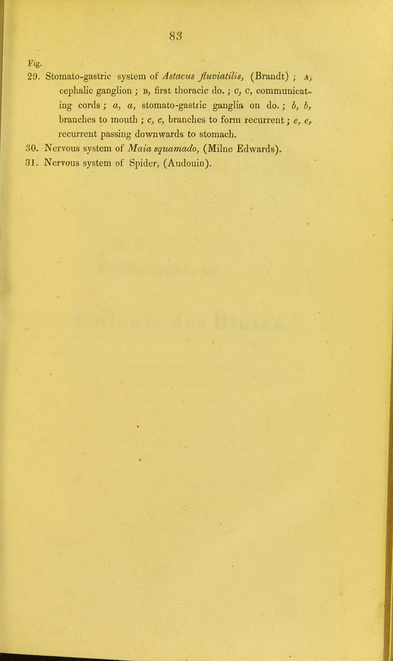 83 Kg. 29. Stomato-gastric system of Astacus fluviatilis, (Brandt) ; a, cephalic ganglion ; b, first thoracic do.; c} c, communicat- ing cords; a, a, stomato-gastric ganglia on do.; b, b, branches to mouth ; c, c, branches to form recurrent; e, eT recurrent passing downwards to stomach. 30. Nervous system of Maia squamado, (Milne Edwards).