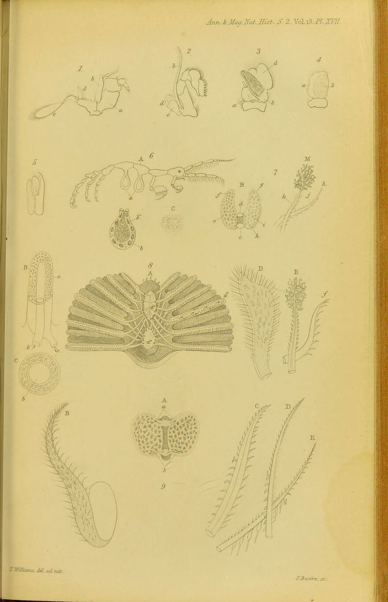 Jnn.&Miu/.Jat.JIist. S. 2. Y6L-s3.Tl.U'IJ X.VUbams,deL.ad rua,. XBasire, sc.