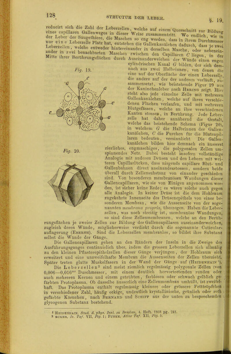 §. 19. Fig. 20. Mitte Ihrer Berührungsflächen durch Auseinanderweicheu der wUe^ein'en engen cylmdnschen Kanal G bilden, der sich dem- Fig. 19.' '=^1 aus zwei Ilolbrinnen, von denen die eine auf der Oberfläche der einen Leberzelle, die andere auf der der anderen verläuft, zu- sammensetzt, wie beistehende Figur 19 aus der Kaninchenleber nach Hering zeigt. Hier steht also jede einzelne Zelle mit mehreren Gallenkanälchen, welche auf ihren verschie- denen Flächen verlaufen, und mit mehreren Blutgefässen, welche au ihre verschiedenen Kanten Stessen, in Berührung. Jede Leber- zelle hat daher annähernd die Gestalt, welche das beistehende Schema (Figur 20), in welchem G die Halbrinneu der Gallen- kanälchen, C die Furchen für die Blutcapil- laren bedeuten, versinnlicht. Die Gallen- kanälchen bilden hier demnach ein äusserst zierliches, engmaschiges, die polygonalen Zellen um- spinnendes Netz. Dabei besteht insofern vollständige Analogie mit anderen Drüsen und den Lebern mit wei- teren Capillarlücken, dass nirgends capillare Blut- und Gallenbalnien direct aneinanderstossen, sondern beide überall durch Zellensubstanz von einander geschieden sind. Von besonderen membranösen Wandungen dieser Gallencapillaren, wie sie von Einigen angenommen wer- den, ist sicher keine Rede; es wären solche auch gegen alle Analogie. In keiner Drüse ist die dem Hohlraum zugekehrte Innenseite des Drüsenepithels von einer be- sonderen Membian, wie die Aussenseite von der soge- nannten 7ne)iibrana proprio, überzogen. Haben die Leber- zellen , was noch streitig ist, membranöse Wandungen, so sind diese Zellenmembranen, welche an den Berüh- rungsflächen je zweier Zellen zur Bildung der Gallencapillaren auseinanderweichen, zugleich deren Wände, möglicherweise verdickt durch die sogenannte Cuticular- auflagerung (Eberth). Sind die Leberzellen membranlos, so bildet ihre Substanz selbst die Wände der Gänge. Die Gallencapillaren gehen an den Iländern der Inseln in die Zweige des Ausführungsganges continuirlich über, indem die grossen Leberzellen sich allniälig zu den kleinen Pflasterepithclzellen dieser Gänge verjüngen, der Hohlraum sich erweitert und eine unzweifelhafte Membran die Aussenseiten der Zellen überzieht. Später treten glatte Muskelfasern in der Wand der Gänge auf (Heidenhain '). Die Leberzellen^ sind meist ziemlich regelmässig polygonale Zellen (von 0,006—0,016' Durchmesser, mit einem deutlich hervortretenden runden oder auch mehreren Kernen und einem getrübten, farblosen oder schwach gelblich ge- färbten Protoplasma. Ob dasselbe äusserlich eine Zellenmembran umhüllt, ist zweifel- haft. Das Protoplasma enthält regelmässig kleinere oder grössere Fetttröpfchen in verschiedener Zahl, häufig eckige, undeutlich krystallinische, grünlich oder roth i gefärbte Körnchen, nach Bernard und Scnirr ans der unten zu besprechenden ; glycogenen Substanz bestehend. ' Heideniiain, Stud. d. phyf. Tnsl. zu Breslau, 4. Heft. 1808 pg. 241. 2 BCKER, Ic. Taf. VII, Fig. 1; FCNKE, AUus Taf. XU, Fig. 5.