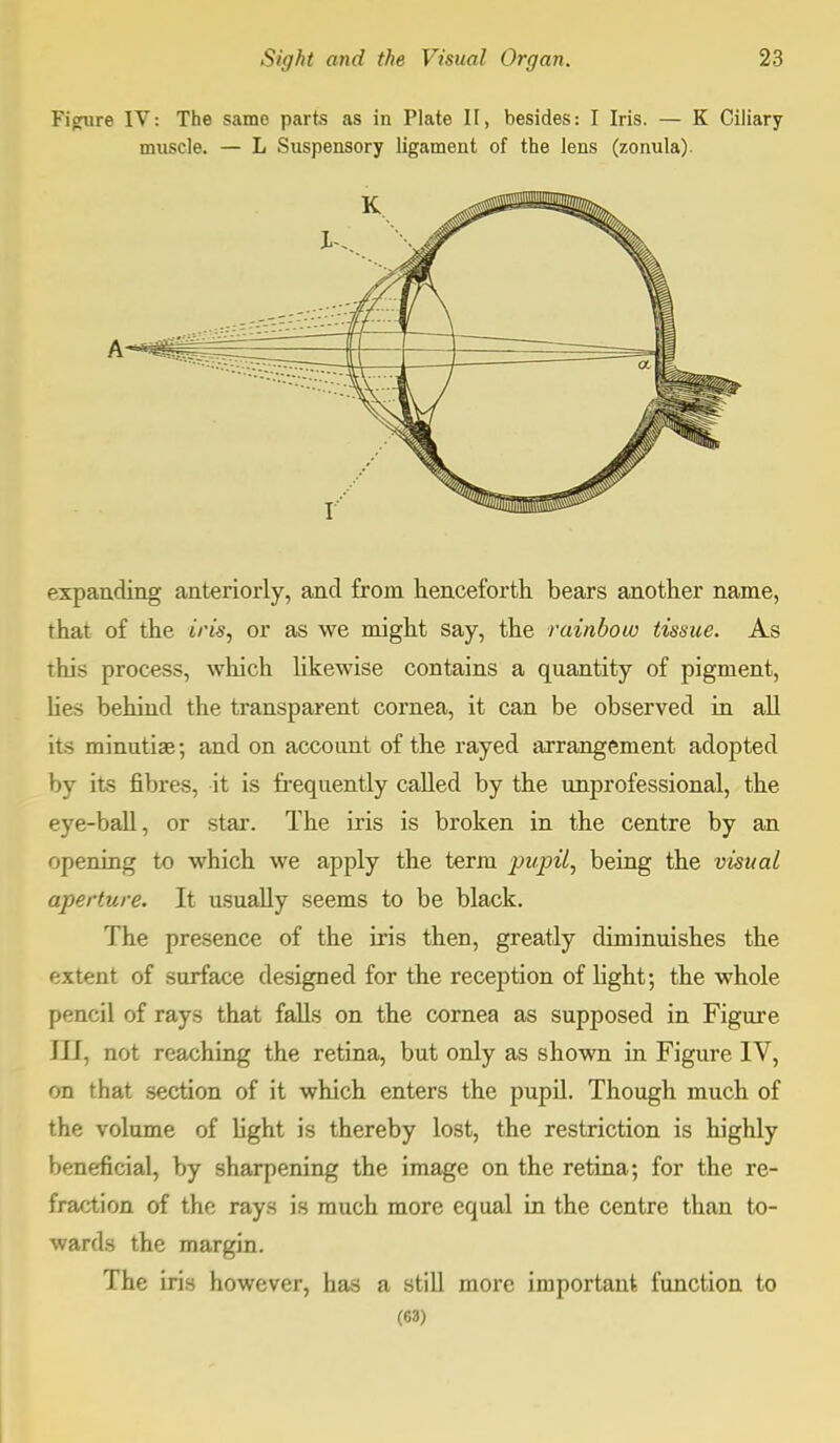 expanding anteriorly, and from henceforth bears another name, that of the iris, or as we might say, the rainbow tissue. As this process, which likewise contains a quantity of pigment, lies behind the transparent cornea, it can be observed in all its minutiae; and on account of the rayed arrangement adopted by its fibres, it is frequently called by the unprofessional, the eye-ball, or star. The iris is broken in the centre by an opening to which we apply the term pupil, being the visual aperture. It usually seems to be black. The presence of the iris then, greatly diminuishes the extent of surface designed for the reception of light; the whole pencil of rays that falls on the cornea as supposed in Figure III, not reaching the retina, but only as shown in Figure IV, on that section of it which enters the pupil. Though much of the volume of light is thereby lost, the restriction is highly beneficial, by sharpening the image on the retina; for the re- fraction of the rays is much more equal in the centre than to- wards the margin. The iris however, has a still more important function to (63)