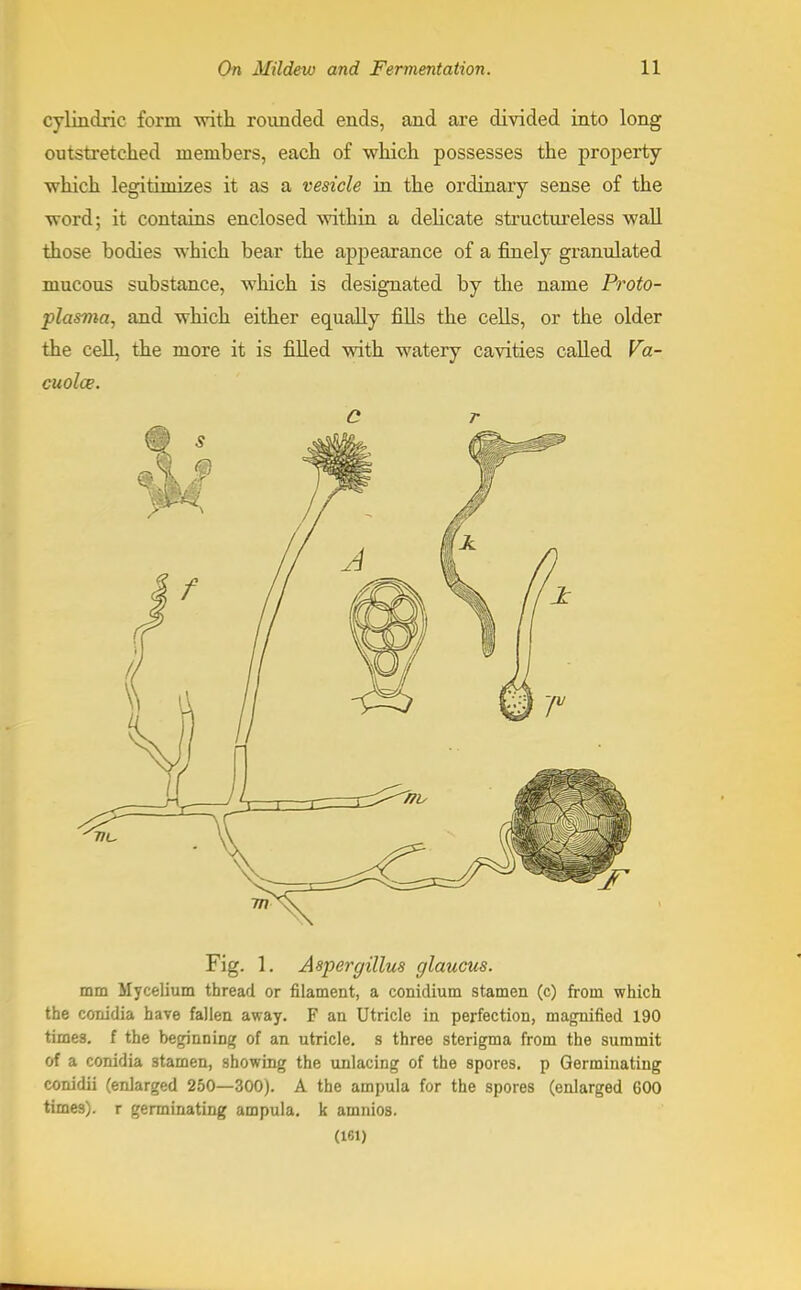 cylindrie form with rounded ends, and are divided into long outstretched members, each of which possesses the property which legitimizes it as a vesicle in the ordinary sense of the word; it contains enclosed within a delicate structureless wall those bodies which bear the appearance of a finely granulated mucous substance, which is designated by the name Proto- ■plasnia, and which either equally fills the cells, or the older the cell, the more it is filled with watery cavities called Va- cuoles. Fig. 1. Aspergillus glaucus. mm Mycelium thread or filament, a conidium stamen (c) from which the conidia have fallen away. F an Utricle in perfection, magnified 190 times, f the beginning of an utricle, s three sterigma from the summit of a conidia 3tamen, showing the unlacing of the spores, p Germinating conidii (enlarged 250—300). A the ampula for the spores (enlarged 600 times), r germinating ampula. k amnios. (161)