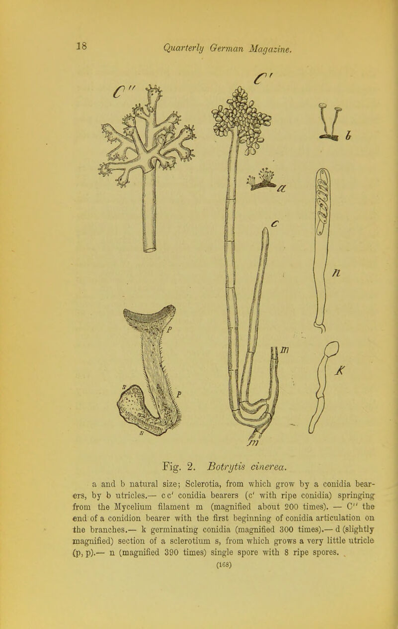 Fig. 2. Botrytis cinerea. a and b natural size; Sclerotia, from which grow by a conidia bear- ers, by b utricles.— cc' conidia bearers (c1 with ripe conidia) springing from the Mycelium filament m (magnified about 200 times). — C the end of a conidion bearer with the first beginning of conidia articulation on the branches.— k germinating conidia (magnified 300 times).— d (slightly magnified) section of a sclerotium s, from which grows a very little utricle (p, p).— n (magnified 390 times) single spore with 8 ripe spores. (168)