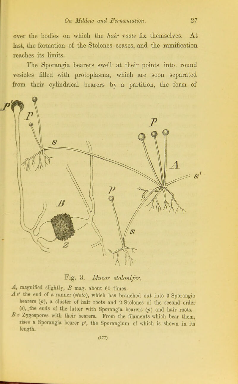 over the bodies on which the hair roots fix themselves. At last, the formation of the Stolones ceases, and the ramification reaches its limits. The Sporangia bearers swell at their points into round vesicles filled with protoplasma, which are soon separated from their cylindrical bearers by a partition, the form of Fig. 3. Mucor stolonifer. A, magnified slightly, B mag. about 60 times. A $' the end of a runner (stolo), which has branched out into 3 Sporangia bearers (p), a cluster of hair roots and 2 Stolones of the second order (*), .the ends of the latter with Sporangia bearers (p) and hair roots. B z Zygospores with their bearers. From the filaments which bear them, rises a Sporangia bearer p', the Sporangium of which is shown in its length. (177)