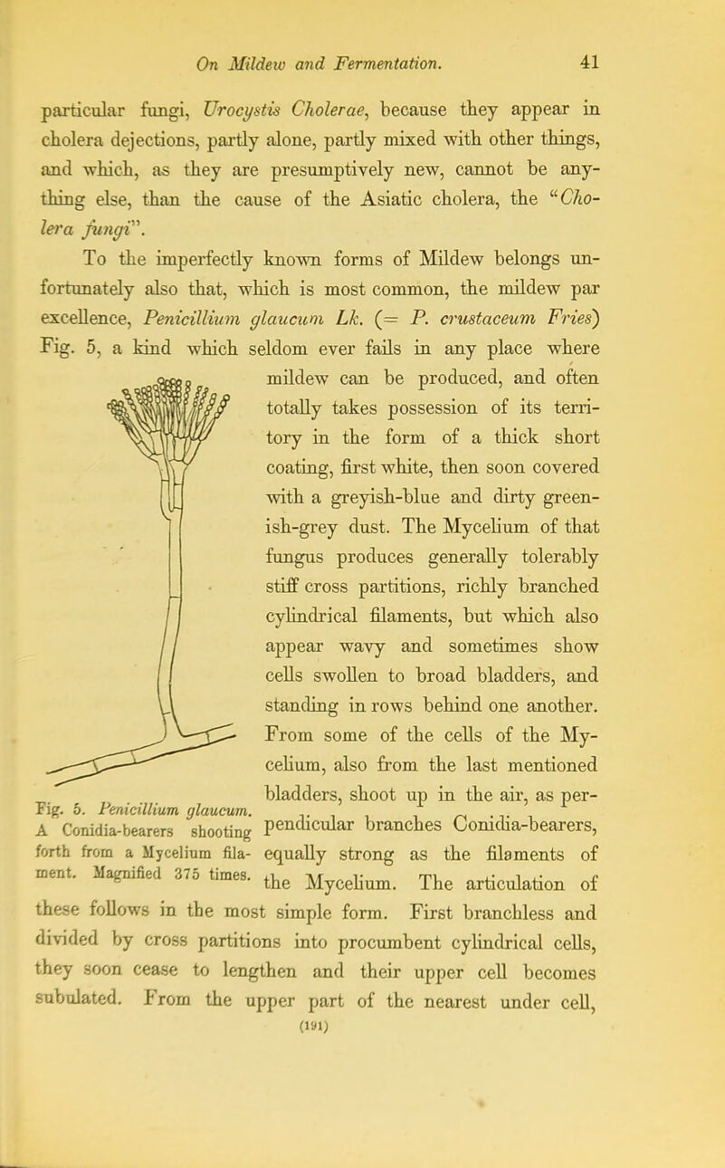 particular fungi, TJrocystw Cholerae, because they appear in cholera dejections, partly alone, partly mixed with other things, and which, as they are presumptively new, cannot be any- thing else, than the cause of the Asiatic cholera, the Cho- lera fungi. To the imperfectly known forms of Mildew belongs un- fortunately also that, which is most common, the mildew par excellence, Penicillium glaucum Lk. (= P. crustaceum Fries) Fig. 5, a kind which seldom ever fails in any place where mildew can be produced, and often totally takes possession of its terri- tory in the form of a thick short coating, first white, then soon covered with a greyish-blue and dirty green- ish-grey dust. The Mycelium of that fungus produces generally tolerably stiff cross partitions, richly branched cylindrical filaments, but which also appear wavy and sometimes show cells swollen to broad bladders, and standing in rows behind one another. From some of the cells of the My- celium, also from the last mentioned bladders, shoot up in the air, as per- Fig. 5. Penicillium glaucum. ,. A Conidia-bearers shooting pendicular branches Conidia-bearers, forth from a Mycelium fila- equally strong as the filaments of Dent. Magnified 375 times. ^ MyceW The articulatioil of these follows in the most simple form. First branchless and divided by cross partitions into procumbent cylindrical cells, they soon cease to lengthen and their upper cell becomes subulated. From the upper part of the nearest under cell, (191)