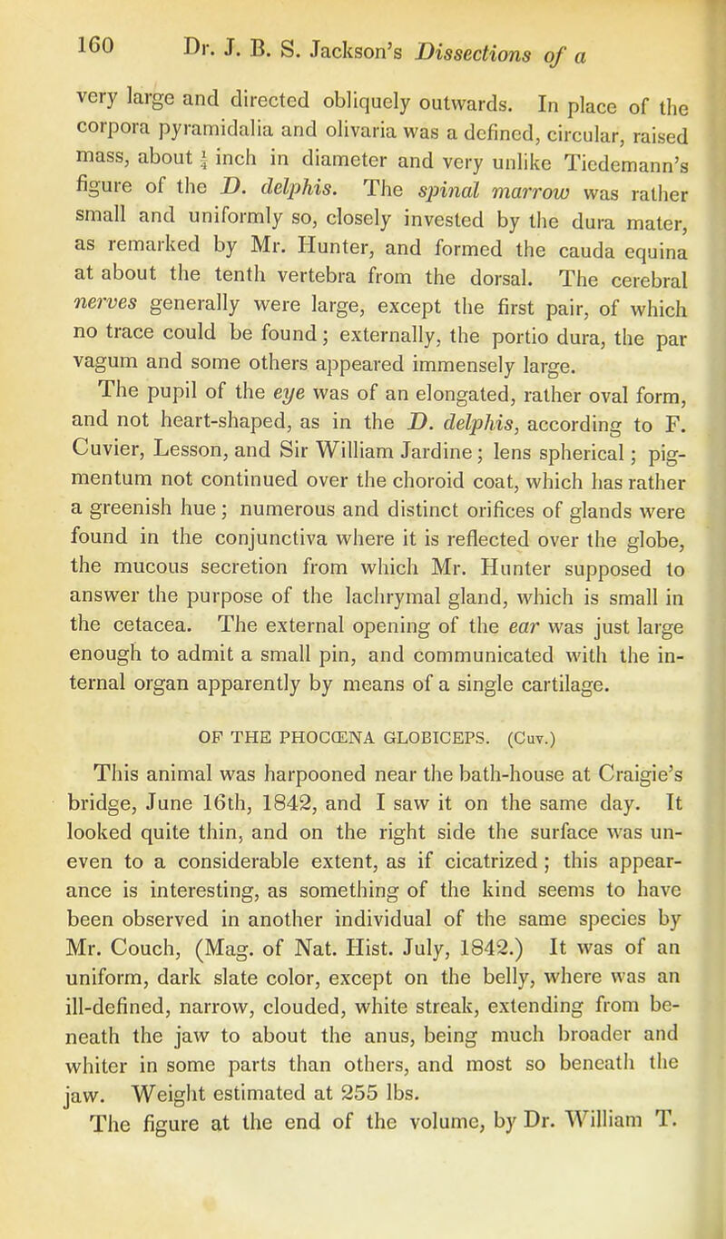 very large and directed obliquely outwards. In place of the corpora pyramidalia and olivaria was a defined, circular, raised mass, about | inch in diameter and very unlike Tiedemann's figure of the D. delphis. The spinal marrow was rather small and uniformly so, closely invested by the dura mater, as remarked by Mr. Hunter, and formed the cauda equina at about the tenth vertebra from the dorsal. The cerebral nerves generally were large, except the first pair, of which no trace could be found; externally, the portio dura, the par vagum and some others appeared immensely large. The pupil of the eye was of an elongated, rather oval form, and not heart-shaped, as in the D. delphis, according to F. Cuvier, Lesson, and Sir William Jardine; lens spherical; pig- men turn not continued over the choroid coat, which has rather a greenish hue ; numerous and distinct orifices of glands were found in the conjunctiva where it is reflected over the globe, the mucous secretion from which Mr. Hunter supposed to answer the purpose of the lachrymal gland, which is small in the cetacea. The external opening of the ear was just large enough to admit a small pin, and communicated with the in- ternal organ apparently by means of a single cartilage. OF THE PHOCCENA GLOBICEPS. (Cuv.) This animal was harpooned near the bath-house at Craigie's bridge, June 16th, 1842, and I saw it on the same day. It looked quite thin, and on the right side the surface was un- even to a considerable extent, as if cicatrized; this appear- ance is interesting, as something of the kind seems to have been observed in another individual of the same species by Mr. Couch, (Mag. of Nat. Hist. July, 1842.) It was of an uniform, dark slate color, except on the belly, where was an ill-defined, narrow, clouded, white streak, extending from be- neath the jaw to about the anus, being much broader and whiter in some parts than others, and most so beneath the jaw. Weight estimated at 255 lbs. The figure at the end of the volume, by Dr. William T.