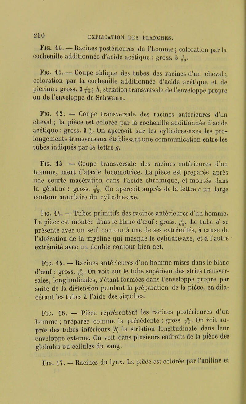 FiG. 10. — llacines poslérieures do l'homme; coloration par la cochenille addilionuéc d'acide acétique : gross. 3 j'.,. FiG. 11. — Coupe oblique des tubes des racines d'un cheval; coloration par la cochenille additionnée d'acide acétique et de picrine : gross. 3 ^; /i, striation transversale de l'enveloppe propre ou de l'enveloppe de Schwann. FiG. 12. — Coupe transversale des racines antérieures d'un cheval ; la pièce est colorée par la cochenille additionnée d'acide acétique : gross. 3 -J. On aperçoit sur les cylindres-axes les pro- longements transversaux établissant une communication entre les tubes indiqués par la lettre g. FiG. 13. — Coupe transversale des racines antérieures d'un homme, mert d'ataxie locomotrice. La pièce est préparée après une courte macération dans l'acide chromique, et montée dans la gélatine : gross. On aperçoit auprès de la lettre c un large contour annulaire du cylindre-axe. FiG. 1^1. — Tubes primitifs des racines antérieures d'un homme. La pièce est montée dans le blanc d'oeuf: gross. Le tube d se présente avec un seul contour à une de ses extrémités, à cause de l'altération de la myéline qui masque le cylindre-axe, et à l'autre extrémité avec un double contour bien net. FiG. 15. — Racines antérieures d'un homme mises dans le blanc d'oeuf : gross. On voit sur le tube supérieur des stries transver- sales, longitudinales, s'étant formées dans l'enveloppe propre par suite de la distension pendant la préparation de la pièce, en dila- cérant les tubes à l'aide des aiguilles. FiG. 16. — Pièce représentant les racines postérieures d'un homme ; préparée comme la précédente : gross -i^. On voit au- près des tubes inférieurs [b] la striation longitudinale dans leur enveloppe externe. On voit dans plusieurs endroits de la pièce des globules ou cellules du sang. FiG. 17. — Racines du lynx. La pièce est colorée par l'aniline et