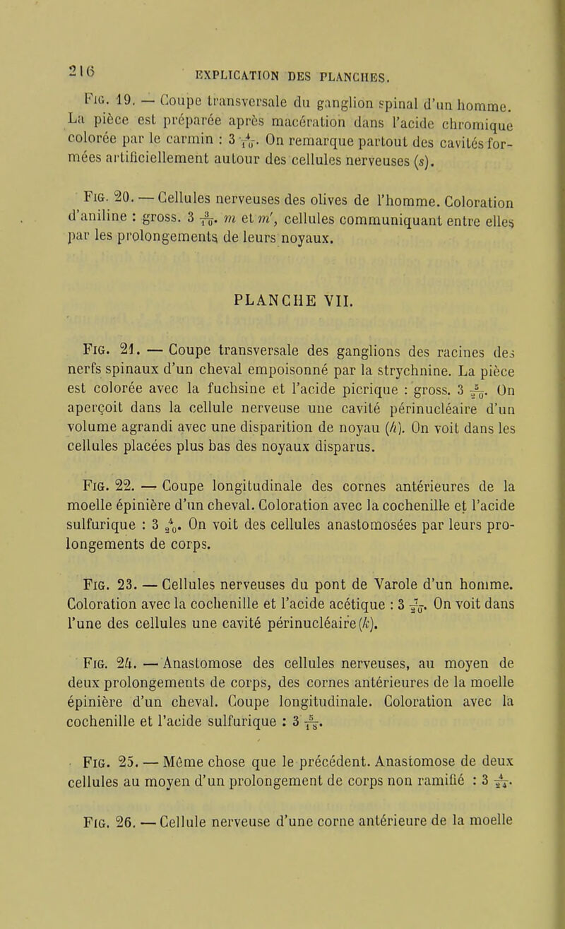 FiG. 19. — Coupe transversale du ganglion spinal d'un homme. La pièce est préparée après macération dans l'acide chromique colorée par le carmin : 3 On remarque partout des cavités for- mées artificiellement autour des cellules nerveuses (s). FiG. 20. — Cellules nerveuses des olives de l'homme. Coloration d'aniline : gross. 3 m et m', cellules communiquant entre elles par les prolongements de leurs noyau.x. PLANCHE Vn. FiG. 21. — Coupe transversale des ganglions des racines dci nerfs spinaux d'un cheval empoisonné par la strychnine. La pièce est colorée avec la fuchsine et l'acide picrique : gross. 3 On aperçoit dans la cellule nerveuse une cavité périnucléaire d'un volume agrandi avec une disparition de noyau [h]. On voit dans les cellules placées plus bas des noyaux disparus. FiG. 22. — Coupe longitudinale des cornes antérieures de la moelle épinière d'un cheval. Coloration avec la cochenille et l'acide sulfurique : 3 On voit des cellules anastomosées par leurs pro- longements de corps. FiG. 23. — Cellules nerveuses du pont de Varole d'un homme. Coloration avec la cochenille et l'acide acétique : 3 -fj. On voit dans l'une des cellules une cavité périnucléaire (A). FiG. 2/i. —Anastomose des cellules nerveuses, au moyen de deux prolongements de corps, des cornes antérieures de la moelle épinière d'un cheval. Coupe longitudinale. Coloration avec la cochenille et l'acide sulfurique : 3^. FiG. 25. — Même chose que le précédent. Anastomose de deux cellules au moyen d'un prolongement de corps non ramifié : 3 ^. Yid. 26. —Cellule nerveuse d'une corne antérieure de la moelle