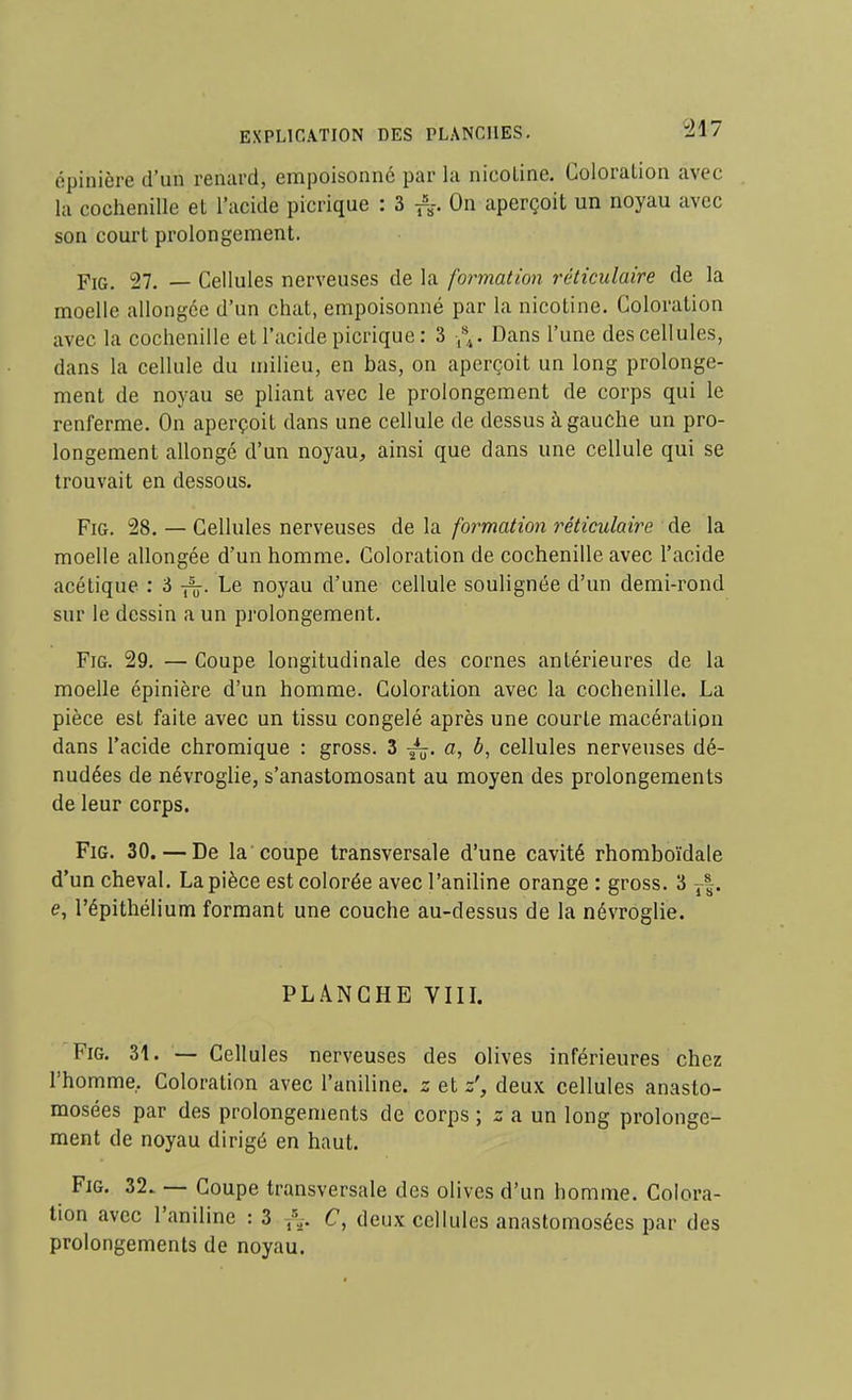 épinière d'un renard, empoisonne par la nicotine. Coloralion avec la cochenille et l'acide picrique : 3 f^. On aperçoit un noyau avec son court prolongement. FiG. 27. — Cellules nerveuses de la formation réticulaire de la moelle allongée d'un chat, empoisonné par la nicotine. Coloration avec la cochenille et l'acide picrique : 3 :,V Dans l'une des cellules, dans la cellule du milieu, en bas, on aperçoit un long prolonge- ment de noyau se pliant avec le prolongement de corps qui le renferme. On aperçoit dans une cellule de dessus à gauche un pro- longement allongé d'un noyau, ainsi que dans une cellule qui se trouvait en dessous. FiG. 28. — Cellules nerveuses de la formation réticulaire de la moelle allongée d'un homme. Coloration de cochenille avec l'acide acétique : 3 Le noyau d'une cellule soulignée d'un demi-rond sur le dessin a un prolongement. FiG. 29. — Coupe longitudinale des cornes antérieures de la moelle épinière d'un homme. Coloration avec la cochenille. La pièce est faite avec un tissu congelé après une courte macération dans l'acide chromique : gross. 3 a, 6, cellules nerveuses dé- nudées de névroglie, s'anastomosant au moyen des prolongements de leur corps. FiG. 30. — De la'coupe transversale d'une cavité rhomboïdale d'un cheval. La pièce est colorée avec l'aniline orange : gross. 3 y|. e, l'épithélium formant une couche au-dessus de la névroglie. PLANCHE Vin. FiG. 31. — Cellules nerveuses des olives inférieures chez l'homme. Coloration avec l'aniline, z et z', deux cellules anasto- mosées par des prolongements de corps ; s a un long prolonge- ment de noyau dirigé en haut. FiG. 32. — Coupe transversale des olives d'un homme. Colora- tion avec l'aniline : 3 C, deux cellules anastomosées par des prolongements de noyau.