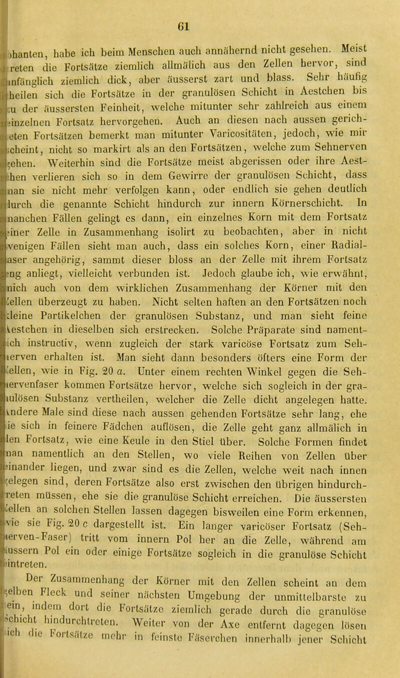 >hanten, habe ich beim Menschen auch annähernd nicht gesehen. Meist reten die Fortsätze ziemlich allmälich aus den Zellen hervor, sind infänglich ziemlich dick, aber äusserst zart und blass. Sehr häufig heilen sich die Fortsätze in der granulösen Schicht in Aestchen bis ;u der äussersten Feinheit, welche mitunter sehr zahlreich aus einem rinzelnen Fortsatz hervorgehen. Auch an diesen nach aussen gerich- eten Fortsätzen bemerkt man mitunter Varicositäten, jedoch, wie mir icheint, nicht so raarkirt als an den Fortsätzen, welche zum Sehnerven ^ehen. Weiterhin sind die Fortsätze meist abgerissen oder ihre Aest- ;hen verlieren sich so in dem Gewirre der granulösen Schicht, dass uan sie nicht mehr verfolgen kann, oder endlich sie gehen deutlich lurch die genannte Schicht hindurch zur innern Körnerschicht. In nanchen Fällen gelingt es dann, ein einzelnes Korn mit dem Fortsatz iner Zelle in Zusammenhang isolirt zu beobachten, aber in nicht venigen Fällen sieht man auch, dass ein solches Korn, einer Radial- aser angehörig, sammt dieser bloss an der Zelle mit ihrem Fortsatz ng anliegt, vielleicht verbunden ist. Jedoch glaube ich, wie erwähnt, nich auch von dem wirklichen Zusammenhang der Körner mit den eilen Uberzeugt zu haben. Nicht selten haften an den Fortsätzen noch deine Partikelchen der granulösen Substanz, und man sieht feine Gestehen in dieselben sich erstrecken. Solche Präparate sind nament- ch instruetiv, wenn zugleich der stark varicöse Fortsatz zum Seh- lerven erhalten ist. Man sieht dann besonders öfters eine Form der .'eilen, wie in Fig. 20 a. Unter einem rechten Winkel gegen die Seh- ervenfaser kommen Fortsätze hervor, welche sich sogleich in der gra- mlösen Substanz vertheilen, welcher die Zelle dicht angelegen hatte, andere Male sind diese nach aussen gehenden Fortsätze sehr lang, ehe ie sich in feinere Fädchen auflösen, die Zelle geht ganz allmälich in Jen Fortsatz, wie eine Keule in den Stiel über. Solche Formen findet nan namentlich an den Stellen, wo viele Reihen von Zellen Uber inander liegen, und zwar sind es die Zellen, welche weit nach innen gelegen sind, deren Fortsätze also erst zwischen den übrigen hindurch- ;reten müssen, ehe sie die granulöse Schicht erreichen. Die äussersten eilen an solchen Stellen lassen dagegen bisweilen eine Form erkennen, vie sie Fig. 20 c dargestellt ist. Ein langer varicöser Fortsatz (Seh- lerven-Faser) tritt vom innern Pol her an die Zelle, während am iussern Pol ein oder einige Fortsätze sogleich in die granulöse Schicht intreten. Der Zusammenhang der Körner mit den Zellen scheint an dem elben Fleck und seiner nächsten Umgebung der unmittelbarste zu ein, indem dort die Fortsätze ziemlich gerade durch die granulöse >ch.cht hmdurchtrelen. Weiter von der Axe entfernt dagegen lösen ich (he Fortsätze mehr in foinste Fäserchen innerhalb jener Schicht