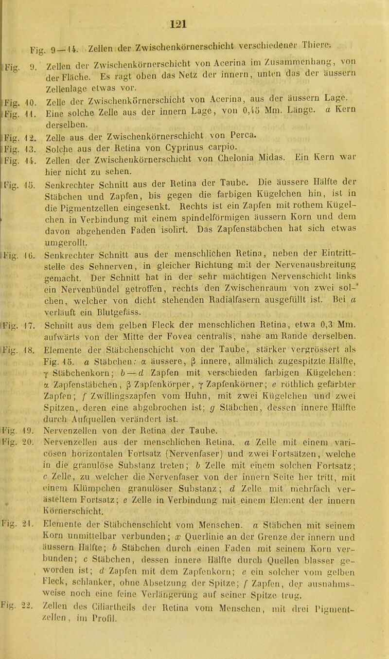 Fig. 9 —14. Zdlen der Zwischenkörncrschicht verschiedener Thierc; Kg 0 Zellen der Zwischenkürnerschieht von Acerina im Zusammenhang, von der Flüche. Es ragt oben das Netz der innern, unten das der äussert] Zellenlage etwas vor. Fig. 10. Zelle der Zwischenkörnerschicht von Accrina, aus der äussern Lage. Fjg! Ii. Eine solche Zelle aus der innern Lage, von 0,4ß Mm. Länge, a Kern derselben. Fig. 12. Zelle aus der Zwischenkörnerschicht von Perca. Fig. 13. Solche aus der Retina von Cyprinus carpio, Fig. 14. Zellen der Zwischenkörnerschicht von Chelonia Midas. Ein Kern war hier nicht zu sehen. Fig. 18. Senkrechter Schnitt aus der Retina der Taube. Die äussere Hälfte der Stäbchen und Zapfen, bis gegen die farbigen Kügelchen hin, ist in die Pigmentzellen eingesenkt. Rechts ist ein Zapfen mit rothem Kugel- > chen in Verbindung mit einem spindelförmigen äussern Korn und dem davon abgebenden Faden isolirt. Das Zapfenstäbchen hat sich etwas umgerollt. «Fig. 1(3. Senkrechter Schnitt aus der menschlichen Retina, neben der Eintritt- stelle des Sehnerven, in gleicher Richtung mit der Nervenausbreitung gemacht. Der Schnitt hat in der sehr mächtigen Nervenschicht links ein Nervenbündel getroffen, rechts den Zwischenraum von zwei sol- chen, welcher von dicht stehenden Radialfasern ausgefüllt ist. Bei a verläuft ein Blutgefäss. Big. 17. Schnilt aus dem gelben Fleck der menschlichen Retina, etwa 0,3 Mm. aufwärts von der Milte der Fovea centralis, nahe am Rande derselben. iFig. 18. Elemente der Stäbchenschicht von der Taube, stärker vergrössert als Fig. 1ö. a Stäbchen: a äussere, ß innere, allmälich zugespitzte Hälfte, 7 Släbchenkorn; b — d Zapfen mit verschieden farbigen Kügelchen: et Zapfenstäbchen, ß Zapfenkörper, y Zapfenkörner; e röthlich gefärbter Zapfen; /'Zwillingszapfen vom Huhn, mit zwei Kügelchen und zwei Spitzen, deren eine abgebrochen ist; g Stäbchen, dessen innere Hälfte durch Aufquellen verändert ist. Fig. ü). Nervenzellen von der Hulina der Taube. Fig. 20. Nervenzellen aus der menschlichen Retina, a Zelle mit einem vari- cösen horizontalen Fortsatz (Nervenfaser) und zwei Fortsätzen, welche in die granulöse Substanz treten; b Zelle mit einem solchen Fortsatz; c Zelle, zu welcher die Nervenfaser von der innern Seile her tritt, mit einem KUimpchen granulöser Substanz; d Zelle mit mehrfach ver- ästelten] Fortsatz; e Zelle in Verbindung mit einem Element der innern Körnerschicht. (flg. >\. Elemente der Stäbchenschicht vom Menschen, a Stäbchen mit seinem Korn unmittelbar verbunden; x Querlinie an der Grenze der innern und äussern Hälfte; b Stäbchen durch einen Faden mit seinem Korn ver- bunden; c Stäbchen, dessen innere Hälfte durch Quellen blasser ge- worden ist; d Zapfen mit dem Zapfenkorn; e ein solcher vom gelben Fleck; schlanker, ohne Absetzung der Spitze; /'Zapfen, der ausnahms- weise noch eine feine Verlängerung auf seiner Spitze trug. hg. 22. /eilen des Ciliarlhcils der Retina vom Menschen, mit drei Pigment- zellen . im Profil.