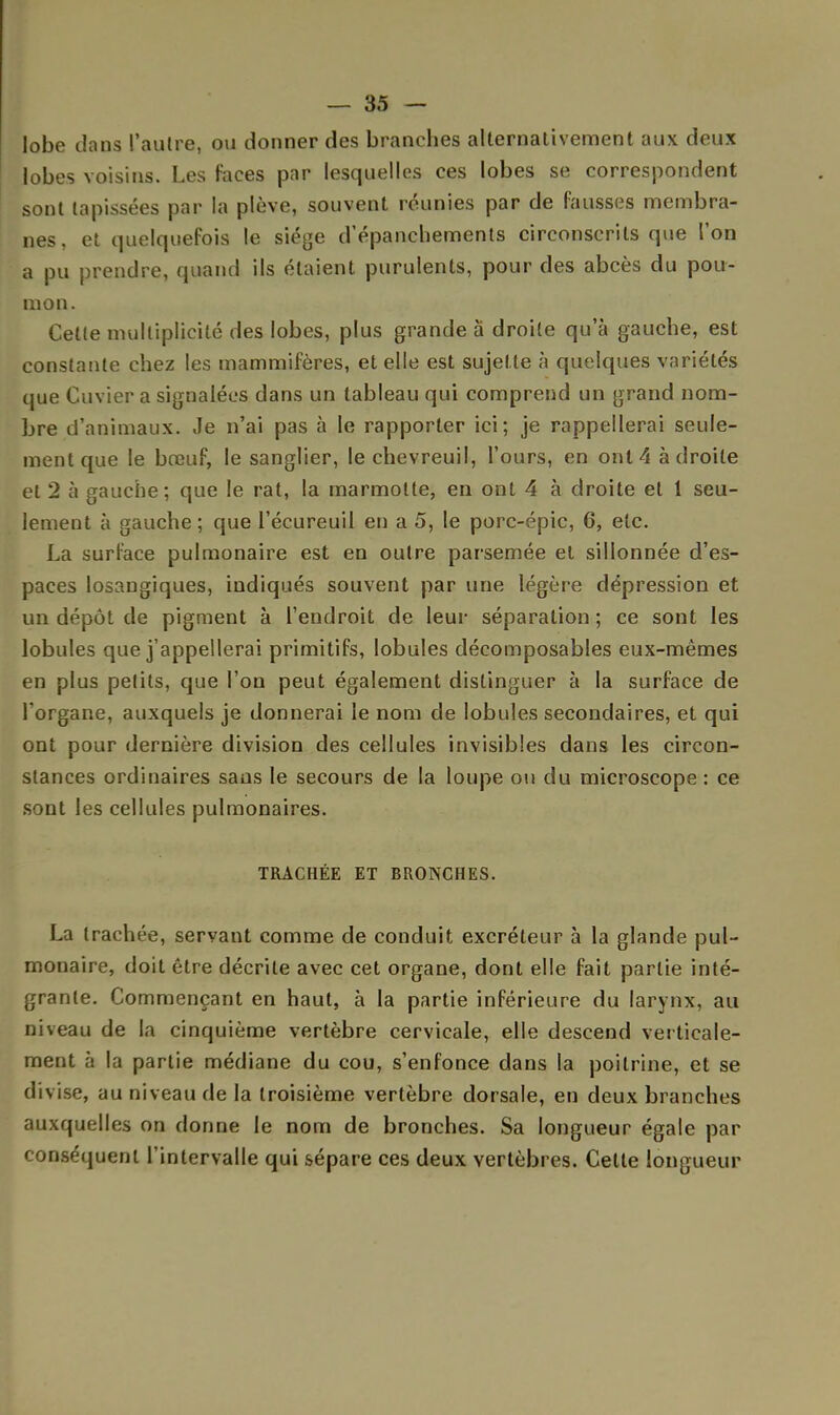 lobe dans l'autre, ou donner des branches alternativement aux deux lobes voisins. Les faces par lesquelles ces lobes se correspondent sont tapissées par la plève, souvent réunies par de fausses membra- nes, et quelquefois le siège d'épanchements circonscrits que l'on a pu prendre, quand ils étaient purulents, pour des abcès du pou- mon. Cette multiplicité des lobes, plus grande à droite qu'à gauche, est constante chez les mammifères, et elle est sujet te à quelques variétés que Cuvier a signalées dans un tableau qui comprend un grand nom- bre d'animaux. Je n'ai pas à le rapporter ici; je rappellerai seule- ment que le bœuf, le sanglier, le chevreuil, l'ours, en ont 4 à droite et 2 à gauche; que le rat, la marmotte, en ont 4 à droite et 1 seu- lement à gauche ; que l'écureuil en a 5, le porc-épic, 6, etc. La surface pulmonaire est en outre parsemée et sillonnée d'es- paces losangiques, indiqués souvent par une légère dépression et un dépôt de pigment à l'endroit de leur séparation ; ce sont les lobules que j'appellerai primitifs, lobules décomposables eux-mêmes en plus petits, que l'on peut également distinguer à la surface de l'organe, auxquels je donnerai le nom de lobules secondaires, et qui ont pour dernière division des cellules invisibles dans les circon- stances ordinaires sans le secours de la loupe ou du microscope : ce sont les cellules pulmonaires. TRACHÉE ET BRONCHES. La trachée, servant comme de conduit excréteur à la glande pul- monaire, doit être décrite avec cet organe, dont elle fait partie inté- grante. Commençant en haut, à la partie inférieure du larynx, au niveau de la cinquième vertèbre cervicale, elle descend verticale- ment à la partie médiane du cou, s'enfonce dans la poitrine, et se divise, au niveau de la troisième vertèbre dorsale, en deux branches auxquelles on donne le nom de bronches. Sa longueur égale par conséquent l'intervalle qui sépare ces deux vertèbres. Cette longueur