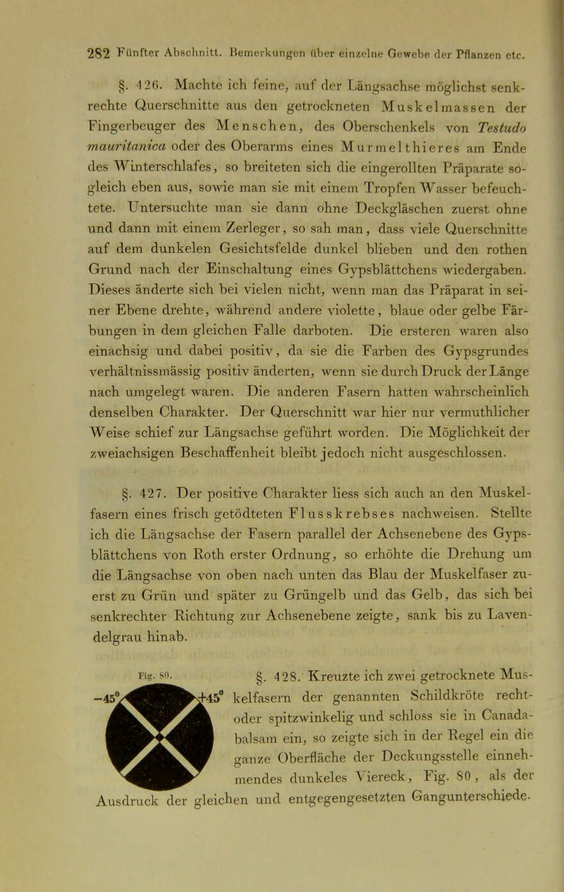 §. 4 26. Machte ich feine, auf der Längsachse möglichst senk- rechte Querschnitte aus den getrockneten Muskelmassen der Fingerbeuger des Menschen, des Oberschenkels von Testudo mauritanica oder des Oberarms eines Murmelthieres am Ende des Winterschlafes, so breiteten sich die eingerollten Präparate so- gleich eben aus, sowie man sie mit einem Tropfen Wasser befeuch- tete. Untersuchte man sie dann ohne Deckgläschen zuerst ohne und dann mit einem Zerleger, so sah man, dass viele Querschnitte auf dem dunkelen Gesichtsfelde dunkel blieben und den rothen Grund nach der Einschaltung eines Gypsblättchens wiedergaben. Dieses änderte sich bei vielen nicht, wenn man das Präparat in sei- ner Ebene drehte, während andere violette, blaue oder gelbe Fär- bungen in dem gleichen Falle darboten. Die ersteren Avaren also einachsig und dabei positiv, da sie die Farben des Gypsgrundes verhältnissmässig positiv änderten, wenn sie durch Druck der Länge nach umgelegt waren. Die anderen Fasern hatten wahrscheinlich denselben Charakter. Der Querschnitt war hier nur vermuthlicher Weise schief zur Längsachse geführt worden. Die Möglichkeit der zweiachsigen Beschaffenheit bleibt jedoch nicht ausgeschlossen. §. 427. Der positive Charakter Hess sich auch an den Muskel- fasern eines frisch getödteten Flusskrebses nachweisen. Stelitc ich die Längsachse der Fasern parallel der Achsenebene des Gyps- blättchens von Roth erster Ordnung, so erhöhte die Drehung um die Längsachse von oben nach unten das Blau der Muskelfaser zu- erst zu Grün und später zu Grüngelb und das Gelb, das sich bei senkrechter Richtung zur Achsenebene zeigte, sank bis zu Laven- delgrau hinab. §. 428. Kreuzte ich zwei getrocknete Mus- kelfasern der genannten Schildkröte recht- oder spitzwinkelig und schloss sie in Canada- balsam ein, so zeigte sich in der Regel ein die ganze Oberfläche der Deckungsstelle einneh- mendes dunkeles Viereck, Fig. 80, als der Ausdruck der gleichen und entgegengesetzten Gangunterschiede.