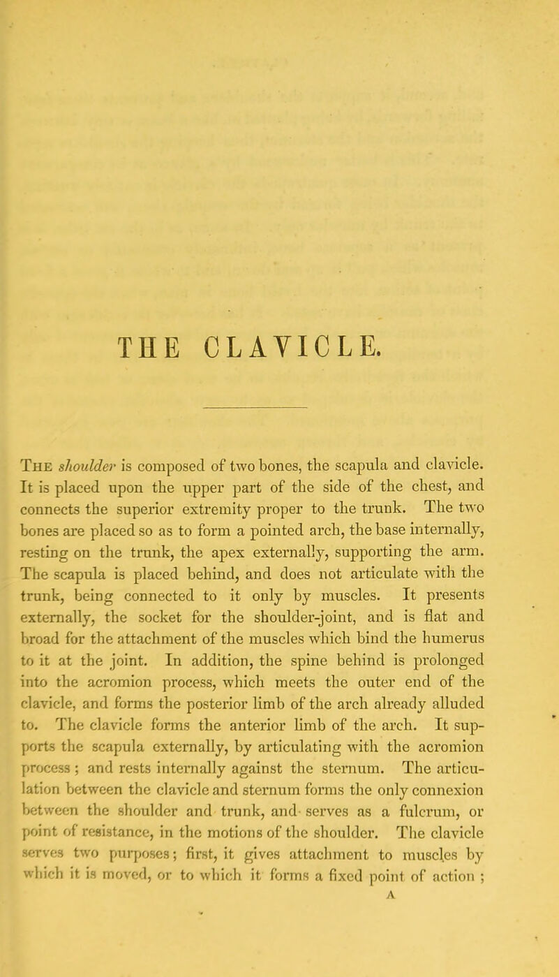 THE CLAVICLE. The shoulder is composed of two bones, the scapula and clavicle. It is placed upon the upper part of the side of the chest, and connects the superior extremity proper to the trunk. The two bones are placed so as to form a pointed arch, the base internally, resting on the trunk, the apex externally, supporting the arm. The scapula is placed behind, and does not articulate with the trunk, being connected to it only by muscles. It presents externally, the socket for the shoulder-joint, and is flat and broad for the attachment of the muscles which bind the humerus to it at the joint. In addition, the spine behind is prolonged into the acromion process, which meets the outer end of the clavicle, and forms the posterior limb of the arch already alluded to. The clavicle forms the anterior limb of the arch. It sup- ports the scapula externally, by articulating with the acromion process ; and rests internally against the sternum. The articu- lation between the clavicle and sternum forms the only connexion between the shoulder and trunk, and serves as a fulcrum, or point of resistance, in the motions of the shoulder. The clavicle serves two purposes; first, it gives attachment to muscles by which it is moved, or to which it forms a fixed point of action j A