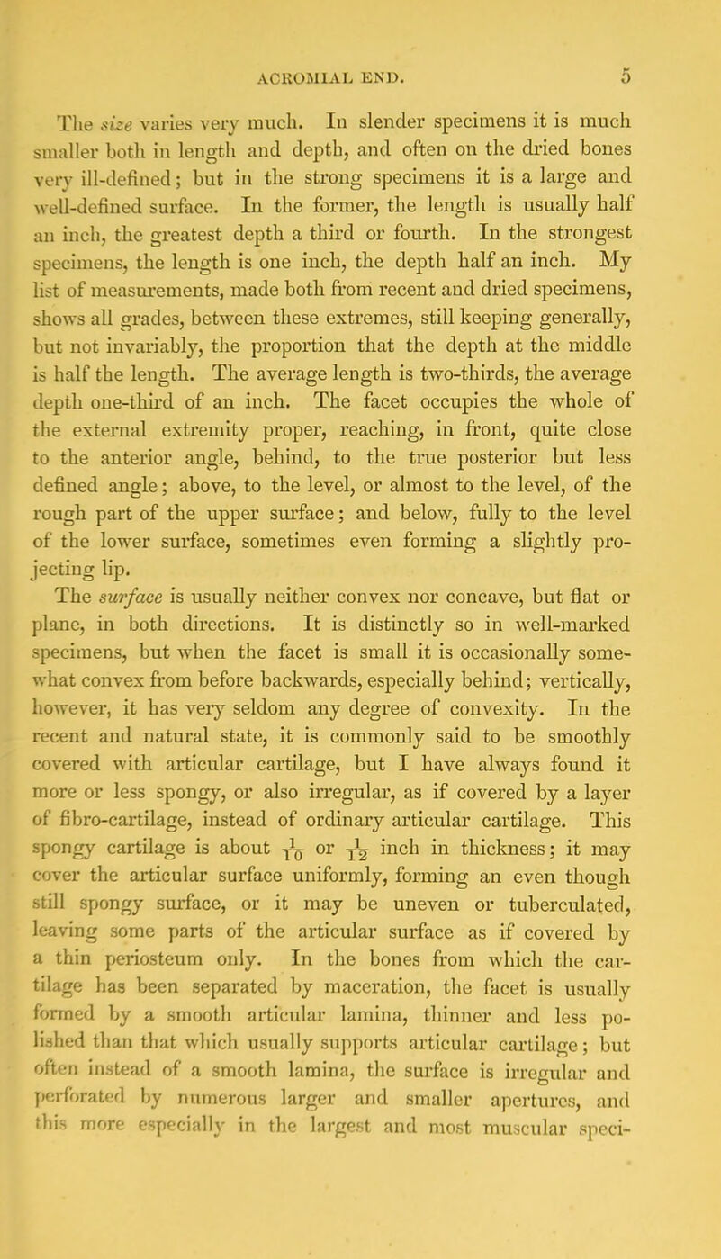 The size varies; very much. In slender specimens it is much smaller both in length and depth, and often on the dried bones very ill-defined; but in the strong specimens it is a large and well-defined surface. In the former, the length is usually half an inch, the greatest depth a third or fourth. In the strongest specimens, the length is one inch, the depth half an inch. My list of measurements, made both from recent and dried specimens, shows all grades, between these extremes, still keeping generally, but not invariably, the proportion that the depth at the middle is half the length. The average length is two-thirds, the average depth one-third of an inch. The facet occupies the whole of the external extremity proper, reaching, in front, quite close to the anterior angle, behind, to the true posterior but less defined angle; above, to the level, or almost to the level, of the rough part of the upper surface; and below, fully to the level of the lower surface, sometimes even forming a slightly pro- jecting lip. The surface is usually neither convex nor concave, but flat or plane, in both directions. It is distinctly so in well-marked specimens, but when the facet is small it is occasionally some- what convex from before backwards, especially behind; vertically, however, it has very seldom any degree of convexity. In the recent and natural state, it is commonly said to be smoothly covered with articular cartilage, but I have always found it more or less spongy, or also irregular, as if covered by a layer of fibro-cartilage, instead of ordinary articular cartilage. This spongy cartilage is about y1^ or yL inch in thickness; it may cover the articular surface uniformly, forming an even though still spongy surface, or it may be uneven or tuberculated, leaving some parts of the articular surface as if covered by a thin periosteum only. In the bones from which the car- tilage has been separated by maceration, the facet is usually formed by a smooth articular lamina, thinner and less po- lished than that which usually supports articular cartilage; but Often instead of a smooth lamina, the surface is irregular and perforated by numerous larger and smaller apertures, and this more especially in the largest and most muscular sped-