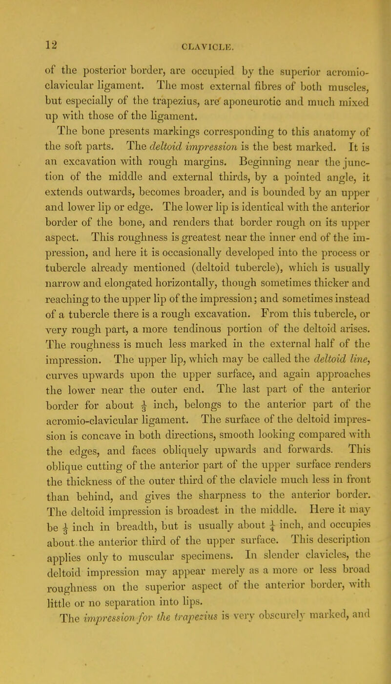 of the posterior border, are occupied by the superior acromio- clavicular ligament. The most external fibres of both muscles, but especially of the trapezius, are aponeurotic and much mixed up with those of the ligament. The bone presents markings corresponding to this anatomy of the soft parts. The deltoid impression is the best marked. It is an excavation with rough margins. Beginning near the junc- tion of the middle and external thirds, by a pointed angle, it extends outwards, becomes broader, and is bounded by an upper and lower lip or edge. The lower lip is identical with the anterior border of the bone, and renders that border rough on its upper aspect. This roughness is greatest near the inner end of the im- pression, and here it is occasionally developed into the process or tubercle already mentioned (deltoid tubercle), which is usually narrow and elongated horizontally, though sometimes thicker and reaching to the upper lip of the impression; and sometimes instead of a tubercle there is a rough excavation. From this tubercle, or very rough part, a more tendinous portion of the deltoid arises. The roughness is much less marked in the external half of the impression. The upper lip, which may be called the deltoid line, curves upwards upon the upper surface, and again approaches the lower near the outer end. The last part of the anterior border for about ^ inch, belongs to the anterior part of the acromio-clavicular ligament. The surface of the deltoid impres- sion is concave in both directions, smooth looking compared with the edges, and faces obliquely upwards and forwards. This oblique cutting of the anterior part of the upper surface renders the thickness of the outer third of the clavicle much less in front than behind, and gives the sharpness to the anterior border. The deltoid impression is broadest in the middle. Here it may be ^ inch in breadth, but is usually about \ inch, and occupies about.the anterior third of the upper surface. This description applies only to muscular specimens. In slender clavicles, the deltoid impression may appear merely as a more or less broad roughness on the superior aspect of the anterior border, with little or no separation into lips. The impression for the trapezius is very obscurely marked, and