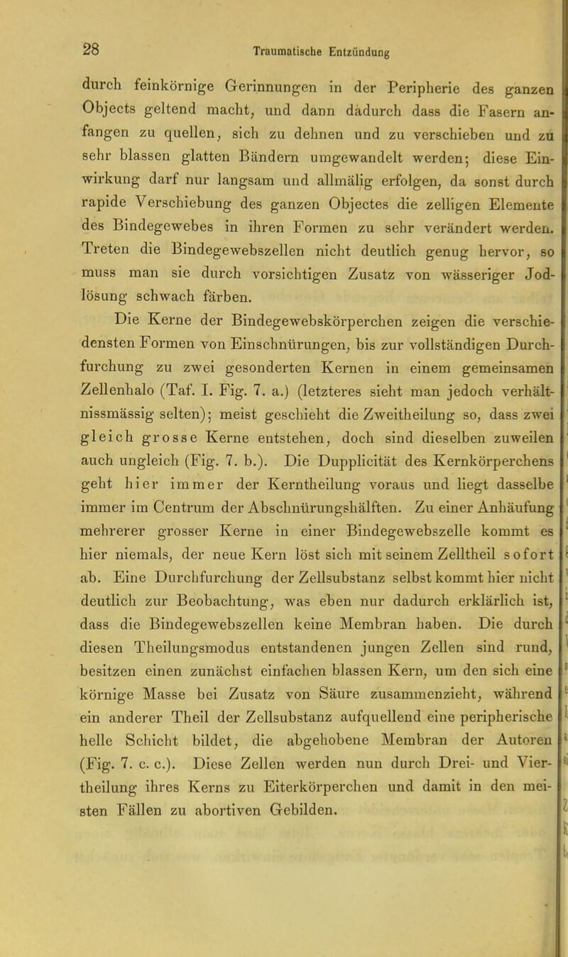 durch feinkörnige Gerinnungen in der Peripherie des ganzen Objects geltend macht, und dann dadurch dass die Fasern an- fangen zu quellen, sich zu dehnen und zu verschieben und zu sehr blassen glatten Bändern uingewandelt werden; diese Ein- wirkung darf nur langsam und allrnälig erfolgen, da sonst durch rapide Verschiebung des ganzen Objectes die zelligen Elemente des Bindegewebes in ihren Formen zu sehr verändert werden. Treten die Bindegewebszellen nicht deutlich genug hervor, so muss man sie durch vorsichtigen Zusatz von wässeriger Jod- lösung schwach färben. Die Kerne der Bindegewehskörperchen zeigen die verschie- densten Formen von Einschnürungen, bis zur vollständigen Durch- furchung zu zwei gesonderten Kernen in einem gemeinsamen Zellenhalo (Taf. I. Fig. 7. a.) (letzteres sieht man jedoch verhält- nissmässig selten); meist geschieht die Zweitheilung so, dass zwei gleich grosse Kerne entstehen, doch sind dieselben zuweilen ' auch ungleich (Fig. 7. b.). Die Dupplicität des Kernkörperchens ' geht hier immer der Kerntheilung voraus und liegt dasselbe ’ immer im Centi-um der Abschnürungshälften. Zu einer Anhäufung * mehrerer grosser Kerne in einer Bindegewebszelle kommt es ^ hier niemals, der neue Kern löst sich mit seinem Zelltheil sofort i ab. Eine Durchfurchung der Zellsubstanz selbst kommt hier nicht ’ deutlich zur Beobachtung, was eben nur dadurch erklärlich ist, ‘ dass die Bindegewebszellen keine Membran haben. Die durch diesen Theilungsmodns entstandenen jungen Zellen sind rund, ^ besitzen einen zunächst einfachen blassen Kern, um den sich eine ^ körnige Masse bei Zusatz von Säure zusammenzieht, während ^ ein anderer Theil der Zellsubstanz aufquellend eine peripherische ^ helle Schicht bildet, die abgehobene Membran der Autoren ‘ (Fig. 7. c. c.). Diese Zellen werden nun durch Drei- und Vier- theilung ihres Kerns zu Eiterkörperchen und damit in den mei- sten Fällen zu abortiven Gebilden. ^