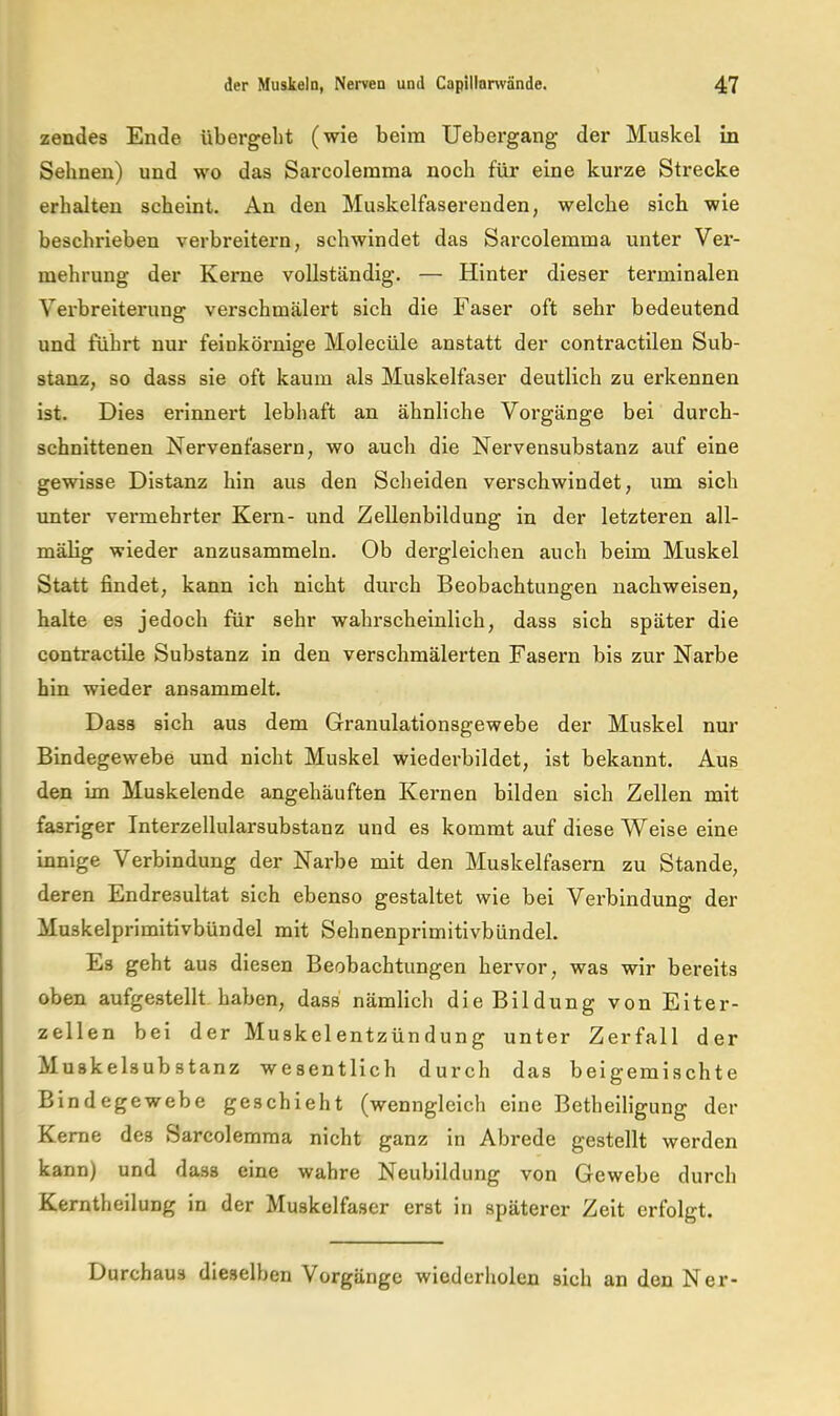 zendes Ende übergeht (wie beim Uebergang der Muskel in Sehnen) und wo das Sarcolemma noch für eine kurze Strecke erhalten scheint. An den Muskelfaserenden, welche sich wie beschrieben verbreitern, schwindet das Sarcolemma unter Ver- mehrung der Kerne vollständig. — Hinter dieser terminalen Verbreiterung verschmälert sich die Faser oft sehr bedeutend und führt nur feinkörnige Molecüle anstatt der contractilen Sub- stanz, so dass sie oft kaum als Muskelfaser deutlich zu erkennen ist. Dies erinnert lebhaft an ähnliche Vorgänge bei durch- schnittenen Nervenfasern, wo auch die Nervensubstanz auf eine gewisse Distanz hin aus den Scheiden verschwindet, um sich unter vermehrter Kern- und Zellenbildung in der letzteren all- mälig wieder anzusammeln. Ob dergleichen auch beim Muskel Statt findet, kann ich nicht durch Beobachtungen nachweisen, halte es jedoch für sehr wahrscheinlich, dass sich später die contractile Substanz in den verschmälerten Fasern bis zur Narbe hin wieder ansammelt. Dass sich aus dem Granulationsgewebe der Muskel nur Bindegewebe und nicht Muskel wiederbildet, ist bekannt. Aus den im Muskelende angehäuften Kernen bilden sich Zellen mit fasriger Interzellularsubstanz und es kommt auf diese Weise eine innige Verbindung der Narbe mit den Muskelfasern zu Stande, deren Endresultat sich ebenso gestaltet wie bei Vei’bindung der Muskelprimitivbündel mit Sehnenprimitivbündel. Es geht aus diesen Beobachtungen hervor, was wir bereits oben aufgestellt haben, dass nämlicli die Bildung von Eiter- zellen bei der Muskelentzündung unter Zer fall der Muskelsub stanz wesentlich durch das bei gemischte Bindegewebe geschieht (wenngleich eine Betheiligung der Kerne des Sarcolemma nicht ganz in Abrede gestellt werden kann) und dass eine wahre Neubildung von Gewebe durch Kerntheilung in der Muskelfaser erst in späterer Zeit erfolgt. Durchaus dieselben Vorgänge wiederholen sich an den Ner-