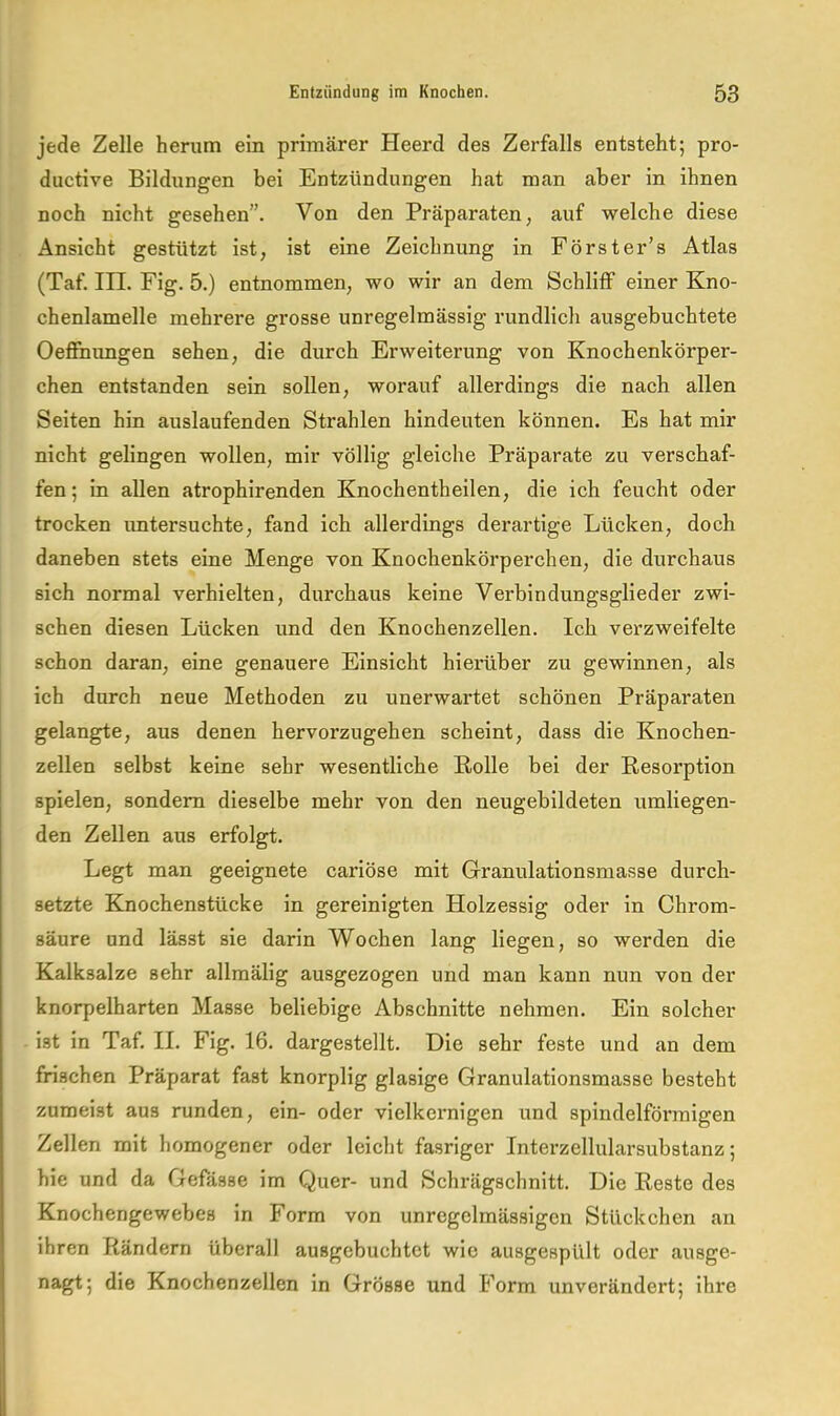 jede Zelle herum ein primärer Heerd des Zerfalls entsteht; pro- ductive Bildungen bei Entzündungen hat man aber in ihnen noch nicht gesehen”. Von den Präparaten, auf welche diese Ansicht gestützt ist, ist eine Zeichnung in Förster’s Atlas (Taf. in. Fig. 5.) entnommen, wo wir an dem Schliff einer Kno- chenlamelle mehrere grosse unregelmässig rundlich ausgebuchtete Oefinimgen sehen, die durch Erweiterung von Knochenkörper- chen entstanden sein sollen, worauf allerdings die nach allen Seiten hin auslaufenden Strahlen hindeuten können. Es hat mir nicht gelingen wollen, mir völlig gleiche Präparate zu verschaf- fen ; in allen atrophirenden Knochentheilen, die ich feucht oder trocken untersuchte, fand ich allerdings derartige Lücken, doch daneben stets eine Menge von Knochenkörperchen, die durchaus sich normal verhielten, durchaus keine Verbindungsglieder zwi- schen diesen Lücken und den Knochenzellen. Ich verzweifelte schon daran, eine genauere Einsicht hierüber zu gewinnen, als ich durch neue Methoden zu unerwartet schönen Präparaten gelangte, aus denen hervorzugehen scheint, dass die Knochen- zellen selbst keine sehr wesentliche Rolle bei der Resorption spielen, sondern dieselbe mehr von den neugebildeten umliegen- den Zellen aus erfolgt. Legt man geeignete cariöse mit Granulationsmasse durch- setzte Knochenstücke in gereinigten Holzessig oder in Chrom- säure und lässt sie darin Wochen lang liegen, so werden die Kalksalze sehr allmälig ausgezogen und man kann nun von der knorpelharten Masse beliebige Abschnitte nehmen. Ein solcher ist in Taf. II. Fig. 16. dargestellt. Die sehr feste und an dem frischen Präparat fast knorplig glasige Granulationsmasse besteht zumeist aus runden, ein- oder vielkernigen und spindelförmigen Zellen mit homogener oder leicht fasriger Interzellularsubstanz; hie und da Gefässe im Quer- und Schrägschnitt. Die Reste des Knochengewebes in Form von unregelmässigen Stückchen an ihren Rändern überall ausgebuchtet wie ausgespült oder ausge- nagt; die Knochenzellen in Grösse und Form unverändert; ihre