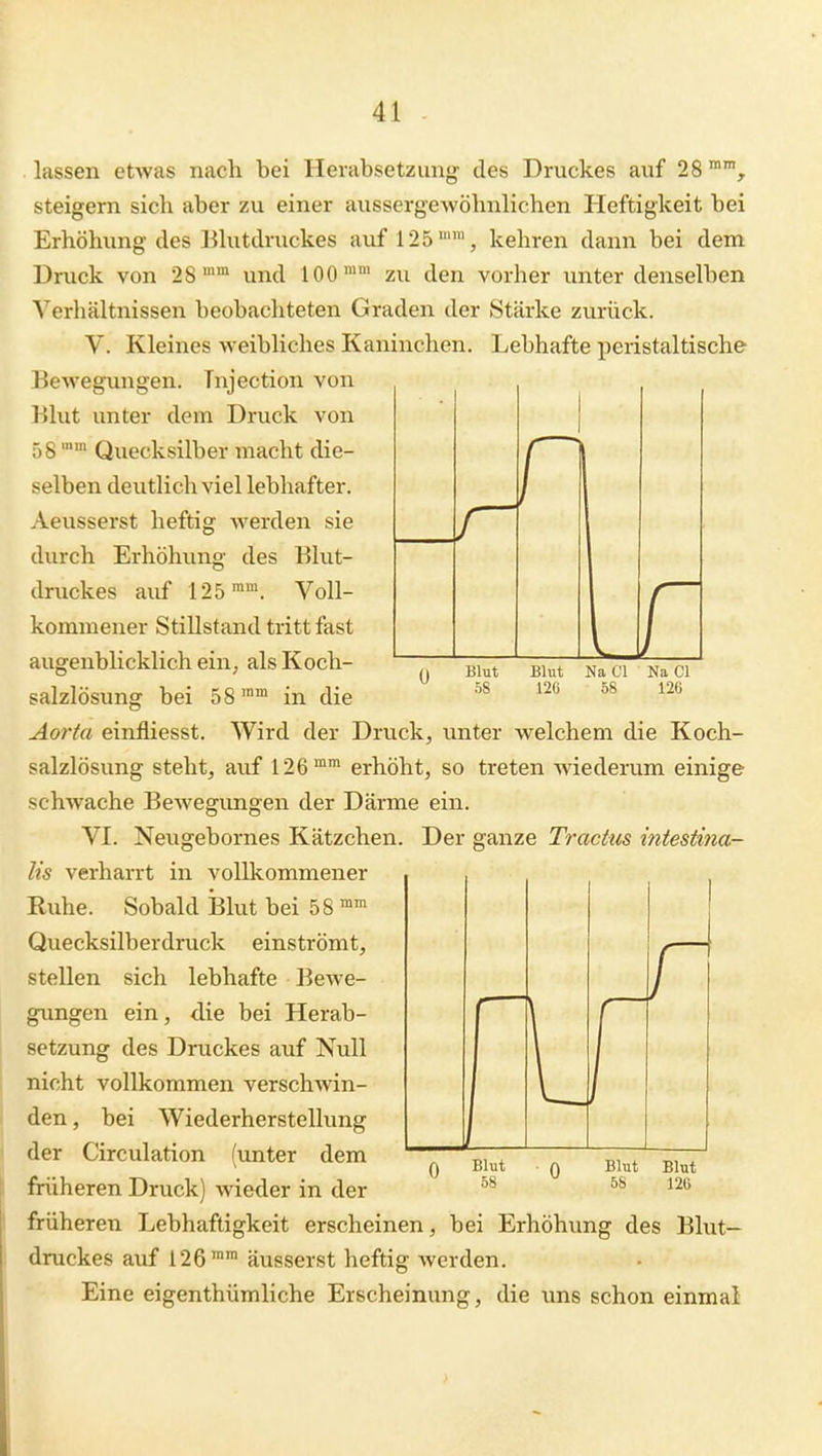 Na Cl Na Cl 58 126 lassen etAvas nach bei Herabsetzung des Druckes auf 28 steigern sich aber zu einer aussergewöhnlichen Heftigkeit bei Erhöhung des Bhitdruckes auf 125'™, kehren dann bei dem Druck von 28 und 100 zu den vorher unter denselben Verhältnissen beobachteten Graden der Stärke zurück. V. Kleines weibliches Kaninchen. Lebhafte peristaltische Bewegungen. Tnjection von Blut unter dem Druck von 5g mm Quecksilber macht die- selben deutlich viel lebhafter. Aeusserst heftig werden sie durch Erhöhung des Blut- druckes auf 125». Voll- kommener Stillstand tritt fast augenblicklich ein, als Koch- salzlösung bei 58'™ in die Aorta einfliesst. Wird der Druck, unter welchem die Koch- salzlösung steht, auf 126™* erhöht, so treten Aviederum einige schwache BcAvegungen der Därme ein. VI. Neugebornes Kätzchen. Der ganze Tractus intestina- lis verharrt in vollkommener Euhe. Sobald jßlut bei 58 » Quecksilberdruck einströmt, stellen sich lebhafte Bewe- gimgen ein, die bei Herab- setzung des Druckes auf Null nicht vollkommen verschwin- den , bei Wiederherstellung der Circulation (unter dem früheren Druck) wieder in der früheren Lebhaftigkeit erscheinen, bei Erhöhung des Blut- druckes auf 126™™ äusserst heftig werden. Eine eigenthümliche Erscheinung, die uns schon einmal