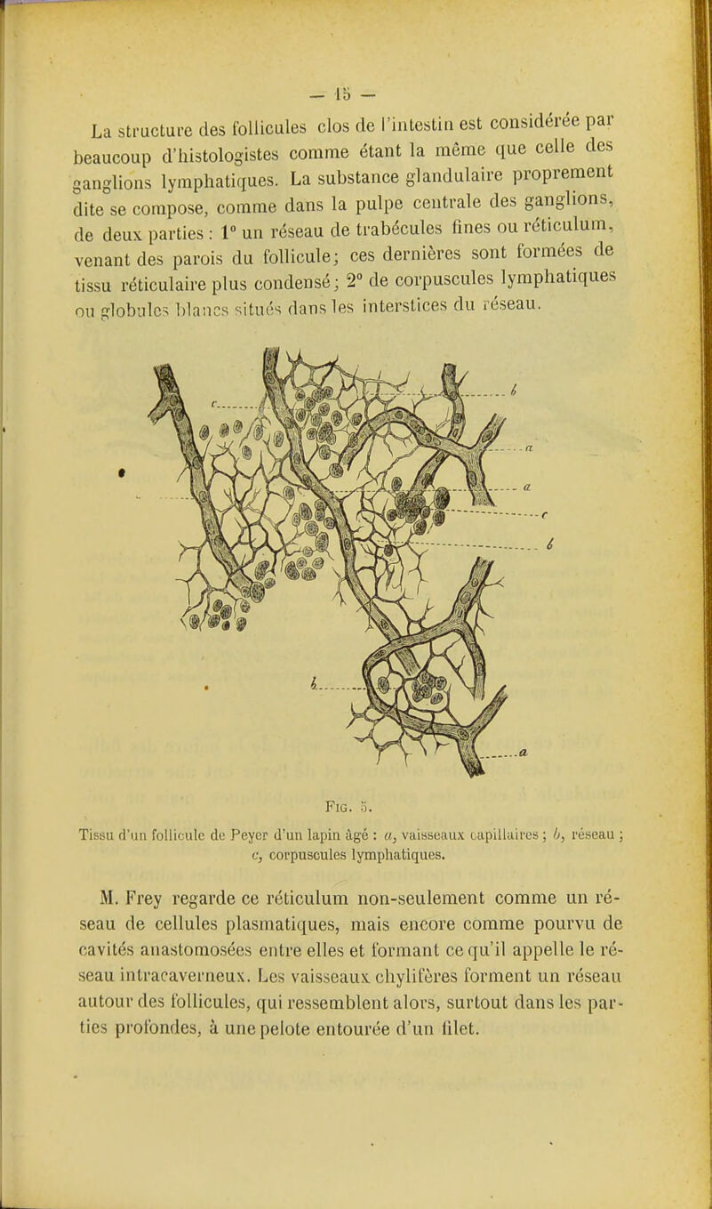 — lo - La structure des follicules clos de l'iatestiri est considérée par beaucoup d'iiistologistes comme étant la même que celle des ganglions lymphatiques. La substance glandulaire proprement dite se compose, comme dans la pulpe centrale des ganglions, de deux parties : 1° un réseau de trabécules fines ou réticulum, venant des parois du follicule; ces dernières sont formées de tissu réticulaire plus condensé; 2° de corpuscules lymphatiques ou globules blancs situés dans les interstices du réseau. FiG. 0. Tissu d'un follicule do Peycr d'un lapin âgé : a, vaisseau.x capillaires ; réseau ; c, corpuscules lymphatiques. M. Frey regarde ce réticulum non-seulement comme un ré- seau de cellules plasmatiques, mais encore comme pourvu de cavités anastomo.sées entre elles et formant ce qu'il appelle le ré- seau intracaverneux. Les vaisseaux chylifères forment un réseau autour des follicules, qui ressemblent alors, surtout dans les par- ties profondes, à une pelote entourée d'un lilet.