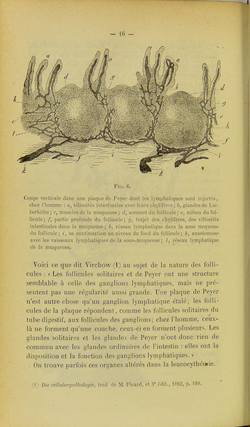 FiG. 6. Coupe vci'Licale dans iiuc plaque de Peyer dont, k^s lympliaLiques sont iiiji-'i-U's, chez riiommc : a, villosités inlestiiiales avec leurs chylil'èiTS ; h, glandes de Lie- bei'kiilm; c, muscles de la muqueuse; d, sommet du roUicule; e, milieu du fol- licule; /j partie profonde du ibllicule; (/, trajet des cliylifères, des villosités intestinales dans la muqueuse; /(, réseau lymphatique dans la zone moyenne du follicule; i, sa continuation au niveau du fond du follicule; k, anastomose- avec les vaisseaux lymphatiques de la sous-muqueuse ; /, réseau lymphatique de la muqueuse. Voici ce que dit Vircbow (1) au sujet de la nature des folli- cules : « Les t'ollicules solitaires et de Peyer ont une structure semblable à celle des ganglions lymphatiques, mais ne pré- sentent pas une régularité aussi grande. Une plaque de Peyer n'est autre chose qu'un ganglion lymphatique étalé; les folli- cules de la plaque répondent, comme les follicules solitaires^du tube digestif, aux follicules des ganglions; chez l'homme, ceux- là ne forment qu'une couche, ceux-ci en forment plusieurs. Les glandes solitaires et les glande.^ de Peyer n'ont donc rien de commun avec les glandes ordinaires de l'intestin : elles ont la disposition et la fonction des ganglions lymphatiques. » On trouve parfois ces organes altérés dans la leucocythémie. M ) Die cellularputhologic, Irad de M. Picard, ni T édit... ISC2,, p. ISn.