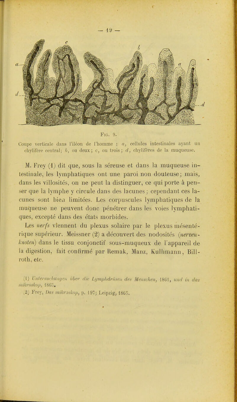 Coupe verticale dans l'iléon de l'homme : n, cellules intestinales ayant un cliylifèro central; h, nu deux; c, ou trois; (/, chylit'ères de la muqueuse. M. Frey (1) dit que, sous la séreuse et dans la muqueuse in- testinale, les lymphatiques ont une paroi non douteuse; mais, dans les villosités, on ne peut la distinguer, ce qui porte à pen- ser que la lymphe y circule dans des lacunes : cependant ces la- cunes sont bien limitées. Les corpuscules lymphatiques de la muqueuse ne peuvent donc pénétrer dans les voies lymphati- ques, excepté dans des états morbides. Les nerfs viennent du plexus solaire par le plexus mésenté- rique supérieur. Meissner (2) a découvert des nodosités {nerven- liiioten) dans le tissu conjonctif sous-muqueux de l'appareil de la digestion, fait confirmé par Remak, Manz, Kullimann, Bill- roth, etc. (1) UnlersudiUnfii.-ii i'bt;r f/ii- Li/mp/idr/lsvii des Alt'iiAvhen, ISGl, uni/ in das iidliroskop, 1802, ,2; Frey, Dus milnvj.ikop, p. 197; Leipzig, 1805.