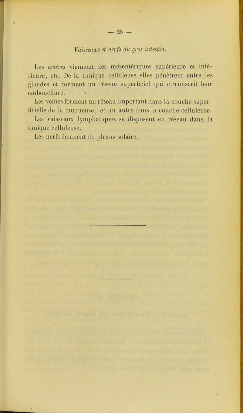Vaisseaux et nerfs du gros intestin. Les artères viennent des mésentériques supérieure el infé- rieure, etc. De la tunique celluleuse elles pénètrent entre les glandes et forment un réseau superficiel qui circonscrit leur embouchure. Les veines forment un réseau important dans la couche super- ficielle de la muqueuse, et un autre dans la couche celluleuse. Les vaisseaux lymphatiques se disposent en réseau dans la tunique celluleuse. Les nerfs émanent du plexus solaire.