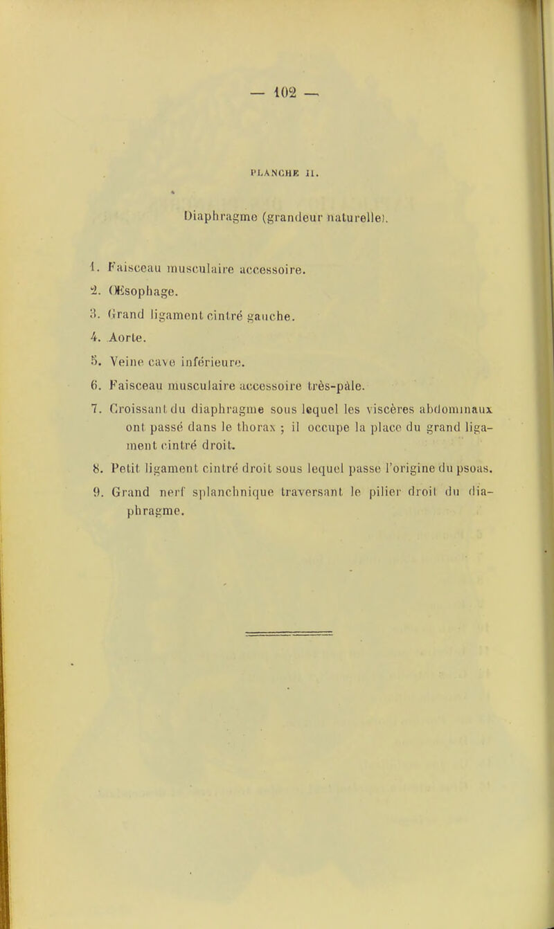 — 402 l'LANCHK il. Diaphragme (grandeur naturelle). 1. Faisceau musculaire accessoire. 2. Œsophage. (irand ligament, cintré gauche. 4. Aorte. î). Veine cave inférieure. f). Faisceau musculaire accessoire très-pàle. 7. Croissaiil. du diaphragme sous lequel les viscères abdominaux ont passé dans le thorax ; il occupe la place du grand liga- ment cintré droit. Petit ligament cintré droit sous lequel passe l'origine du psoas. 9. Grand nerf splanclinique traversant le pilier droil du dia- phragme.