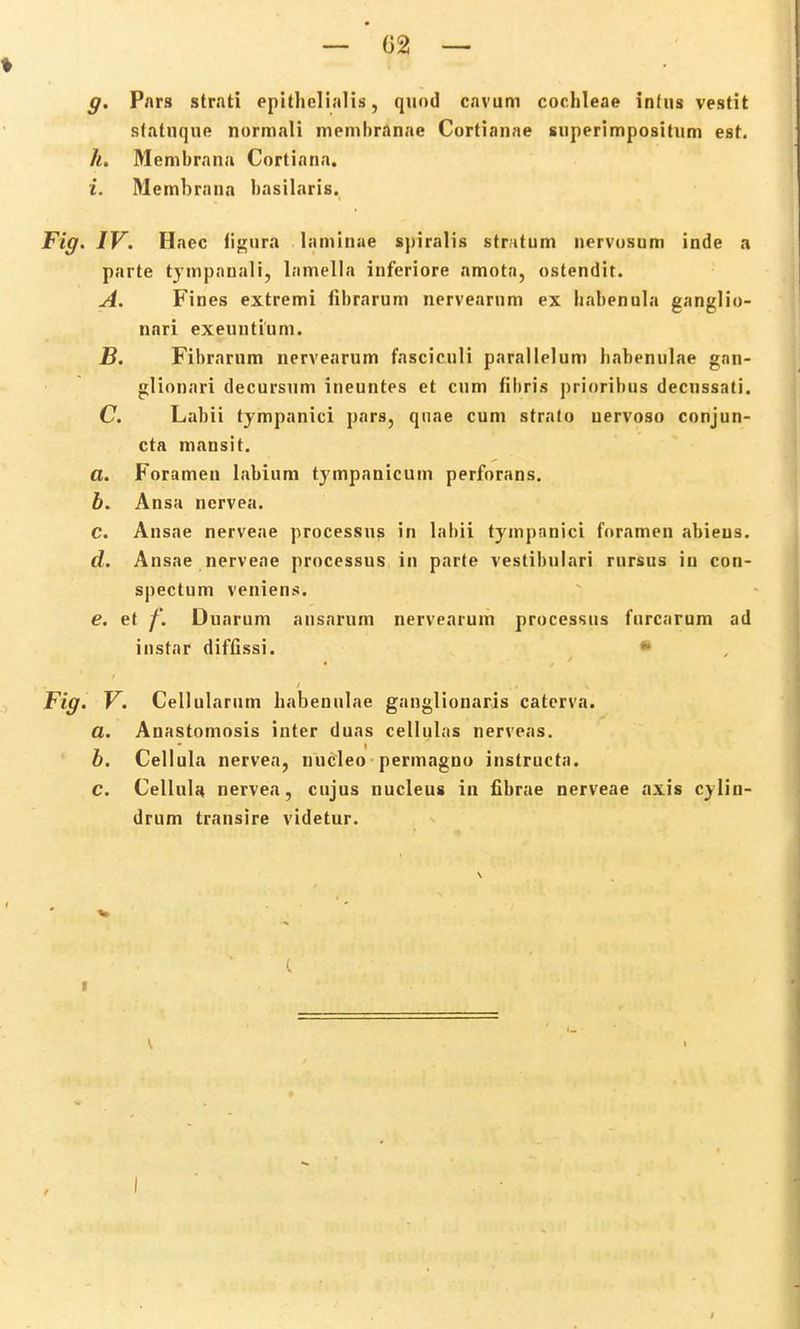 g. Pars strati epitlielialis, quod cnvum cochleae infns vestit statnque normali membranae Cortianae superimpositum est. k. Membrana Cortiana. i. Membrana basilaris. IV. Haec fignra lnmiuue spiralis strntum nervosum inde a parte tympanali, lnmella inferiore amotn, ostendit. A. Fines extremi fibrnrum nervearum ex liabenuln gnnglio- nari exeimtium. B. Fibmrum nervenrum fnsciculi pnmllelum babenulne gnn- glionnri decursnm ineuntes et cum fibris prioribus decnssnti. C. Labii tympanici pars, quae cum stralo uervoso conjun- cta mansit. a. Forameu labium tympanicum perforans. b. Ansa ncrvea. c. Ansae nerveae processus in lnbii tympnnici fommen nbieus. d. Ansae nerveae processus in parte vestibulnri mrsus iu con- spectum veniens. e. et /'. Duarum ansarum nervearum processus furcnrum ad instnr diffissi. V. Cellulnrum habennlne gnnglionaris caterva. a. Annstomosis inter duns cellulas nervens. b. Cellula nerven, nucleo permngno instructn. c. Celliiln nervea, cujus nucleus in fibrae nerveae axis cylin- drum transire videtur.